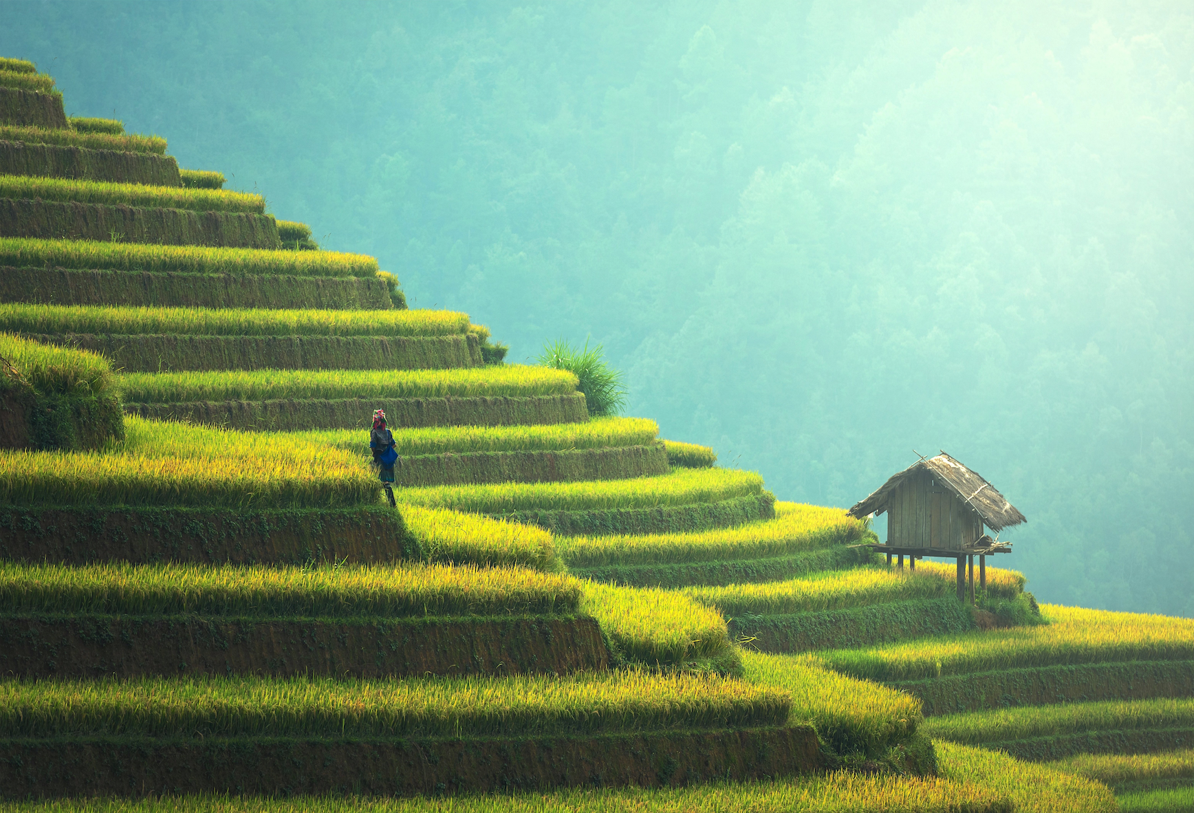 paysage - landscape/rizières