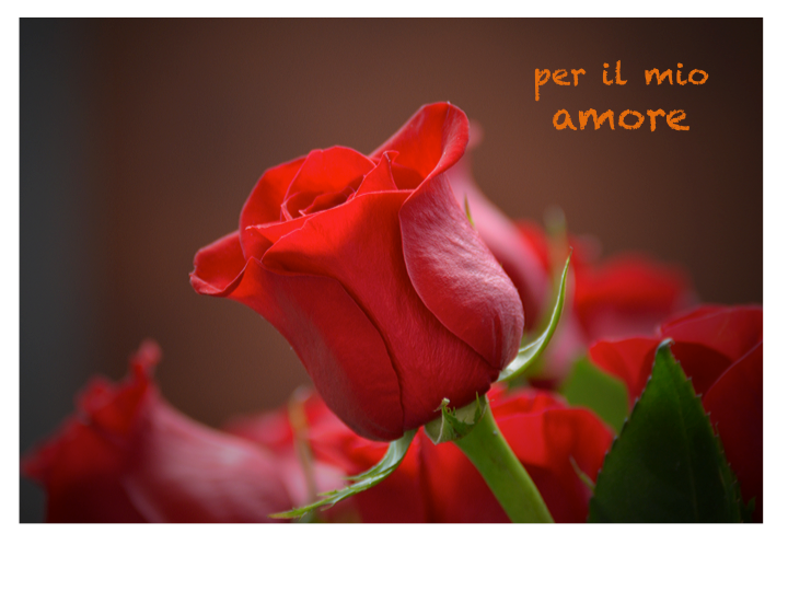 Amour-tendresse-amitié /romantique