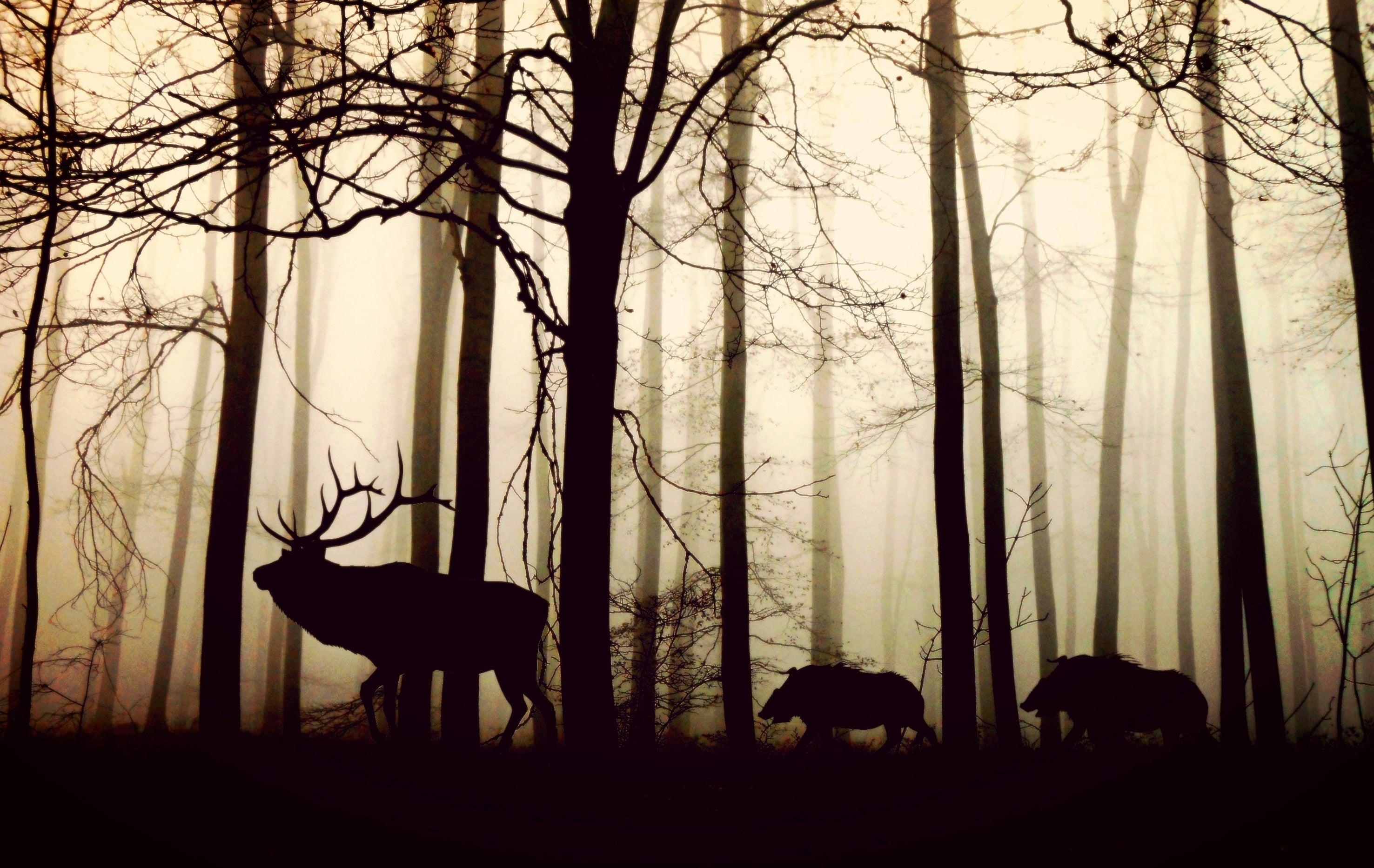 le cerf est considéré comme le roi de la forêts