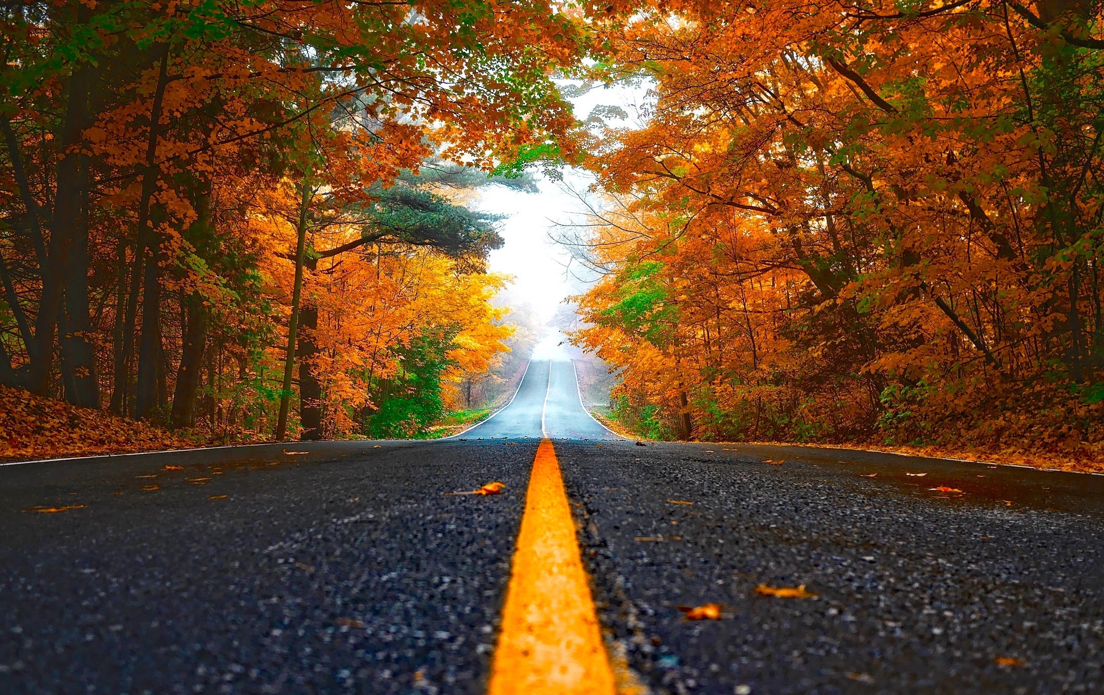 paysage - forêt /route