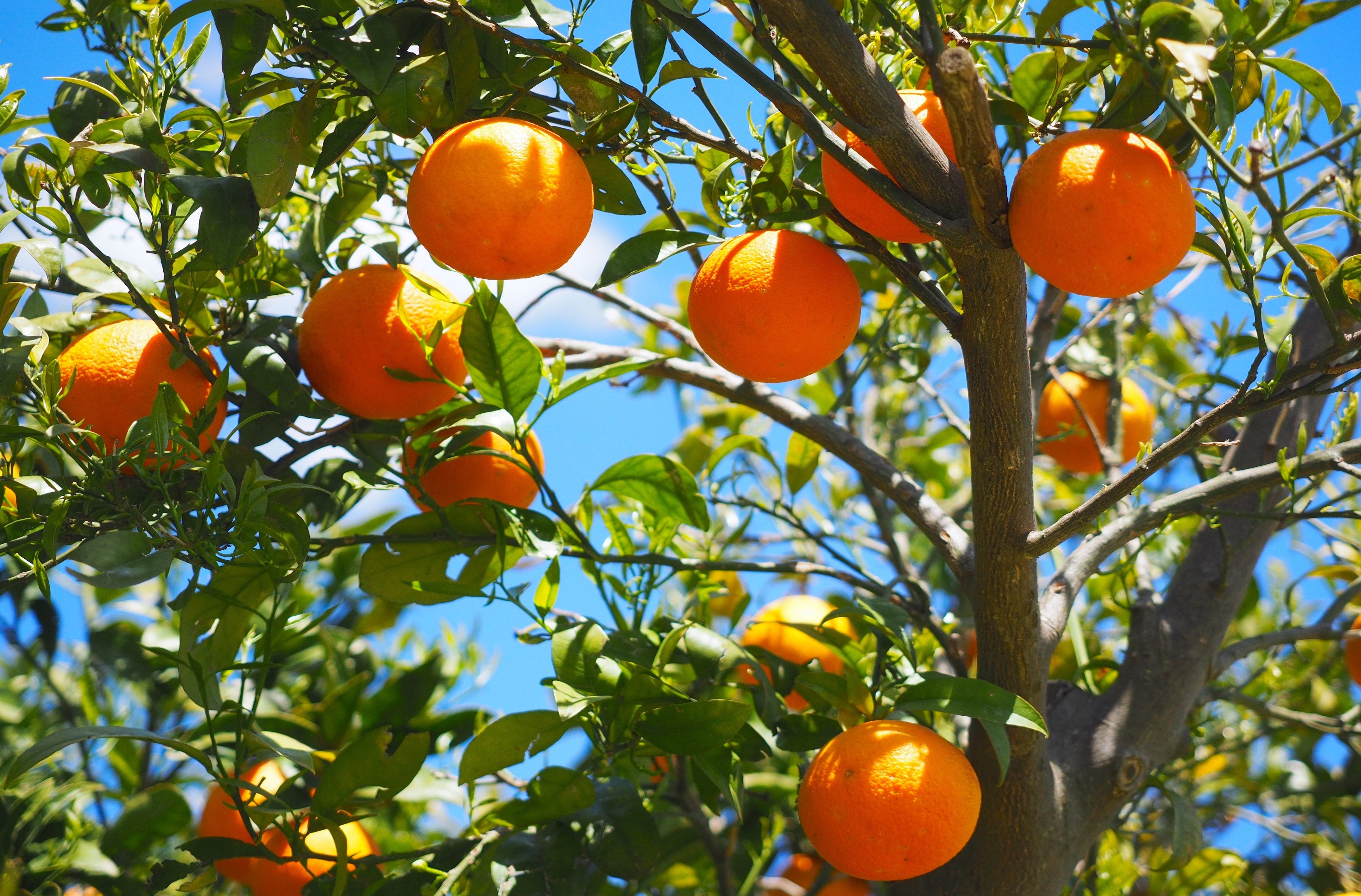 Cuisine - Nourriture / arbres fruitiers