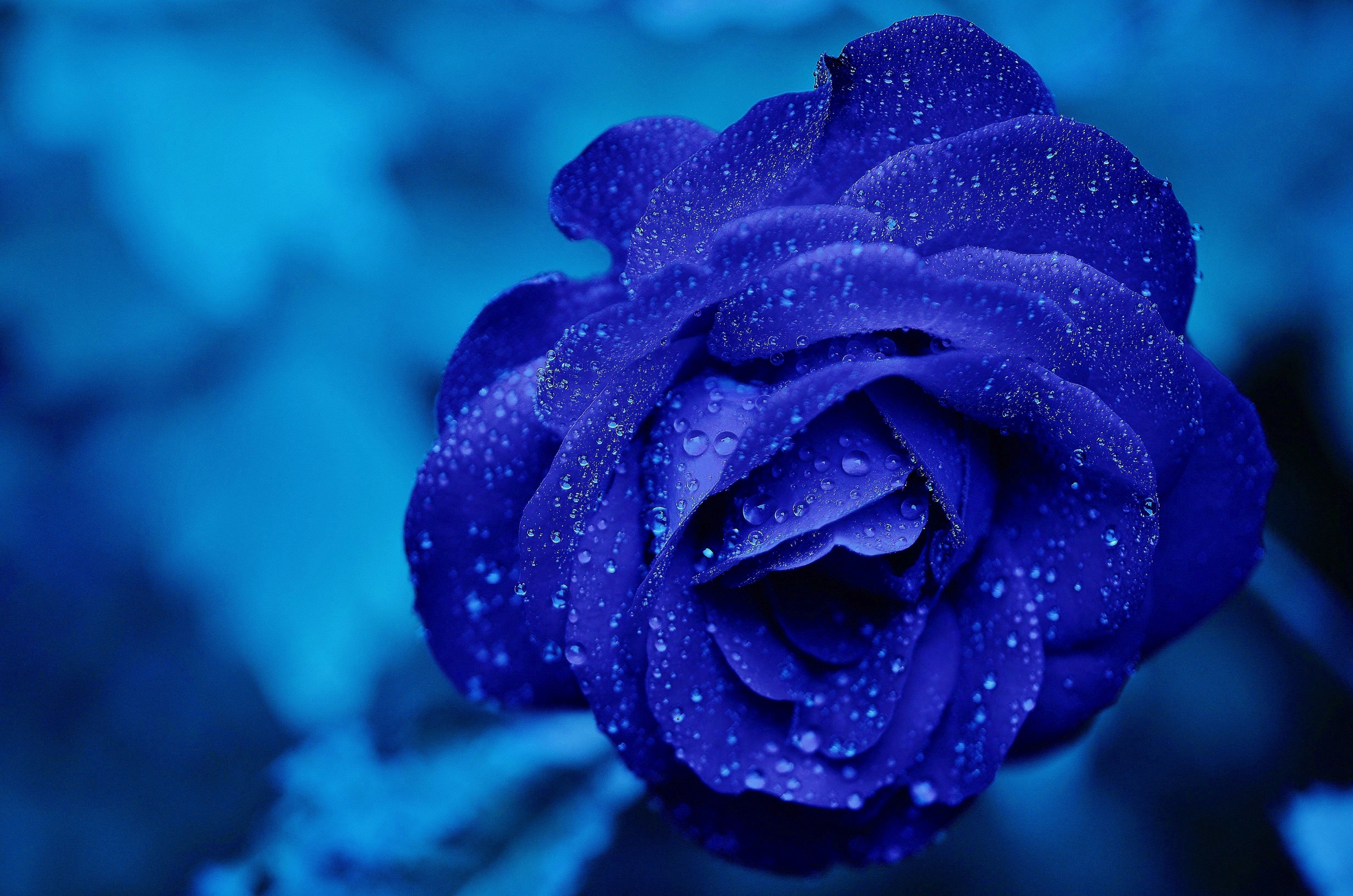 nature - fleurs /rose bleue