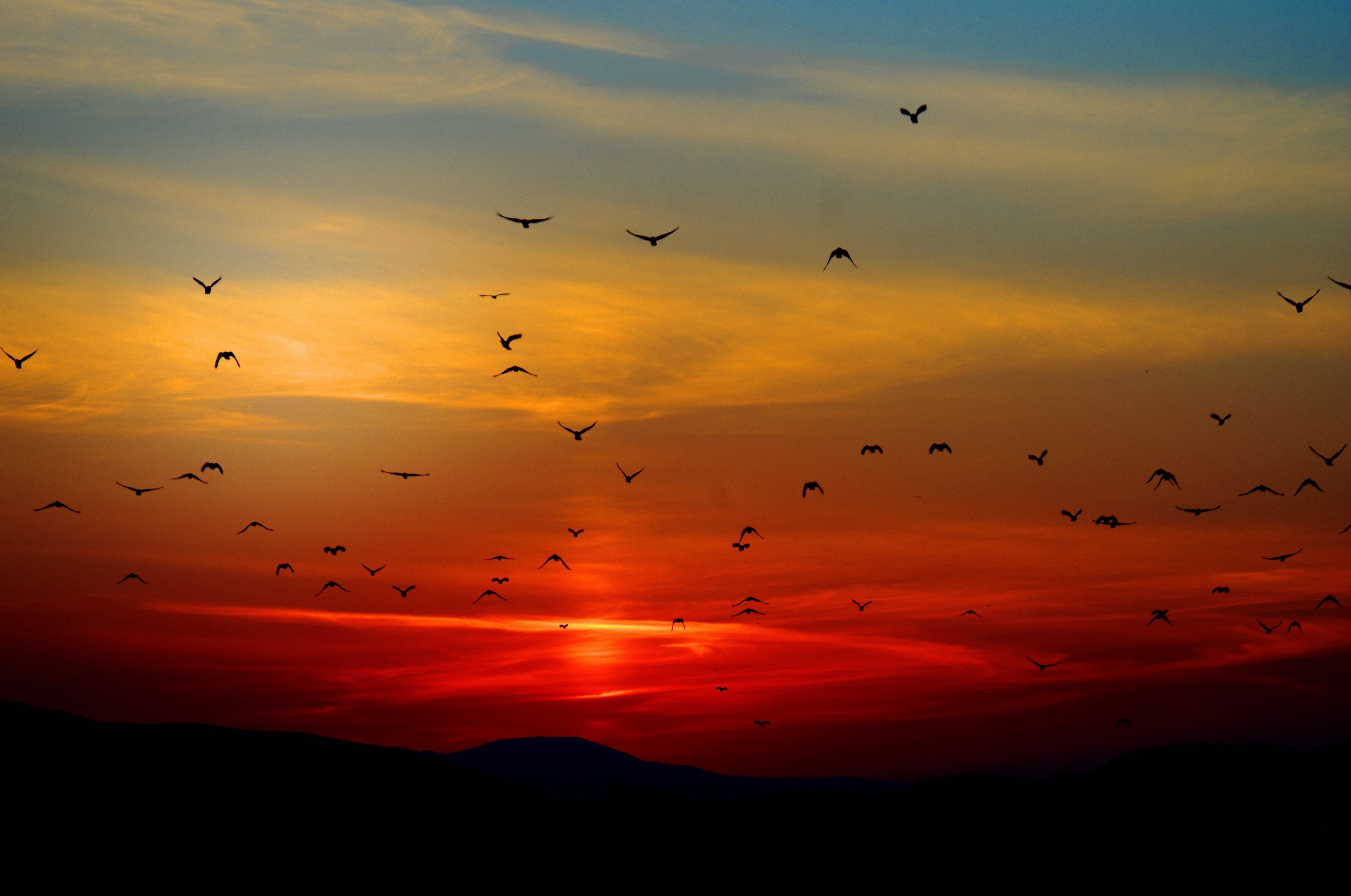 nature - coucher de soleil /oiseaux