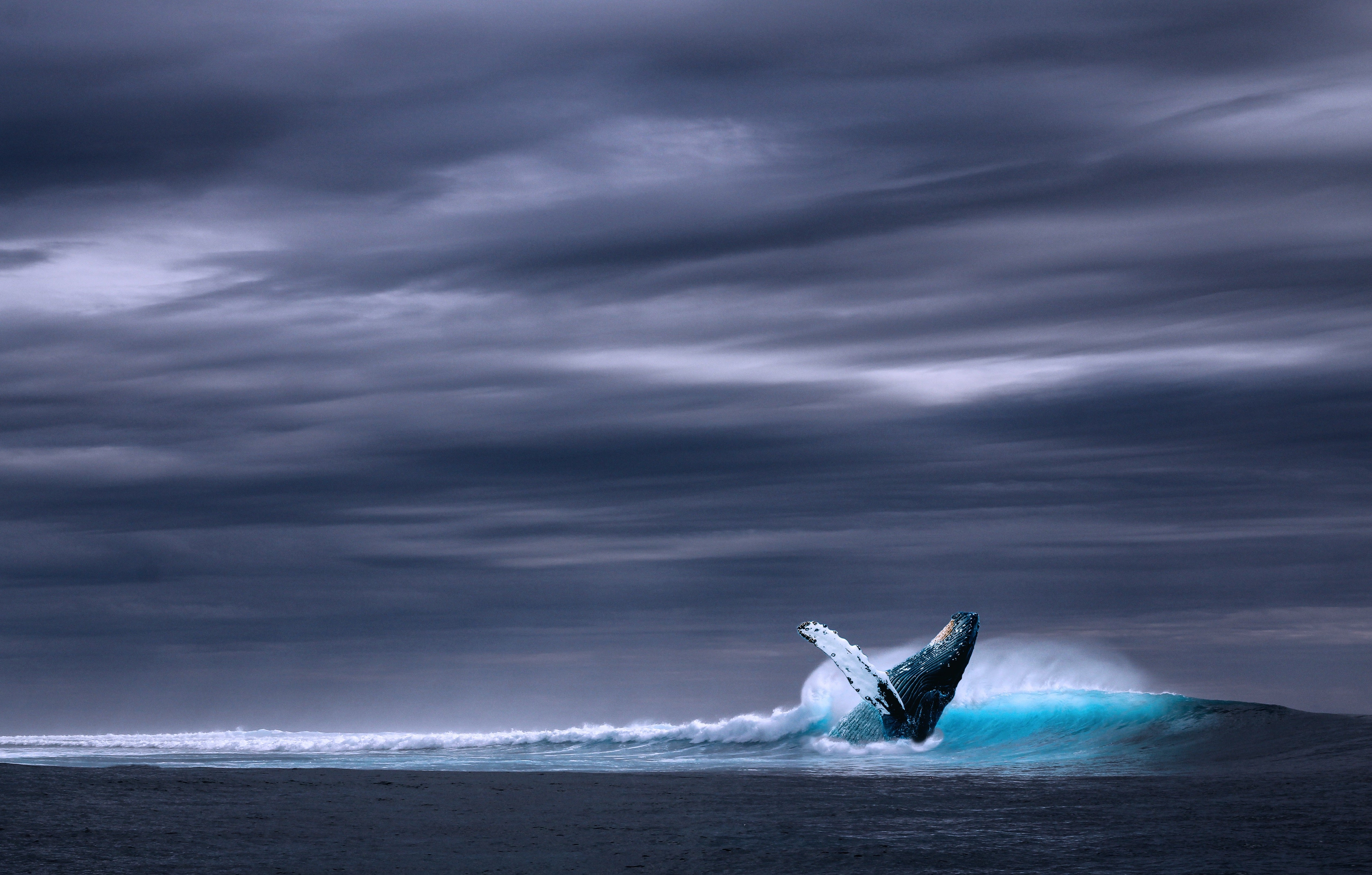 animaux - marins/baleine