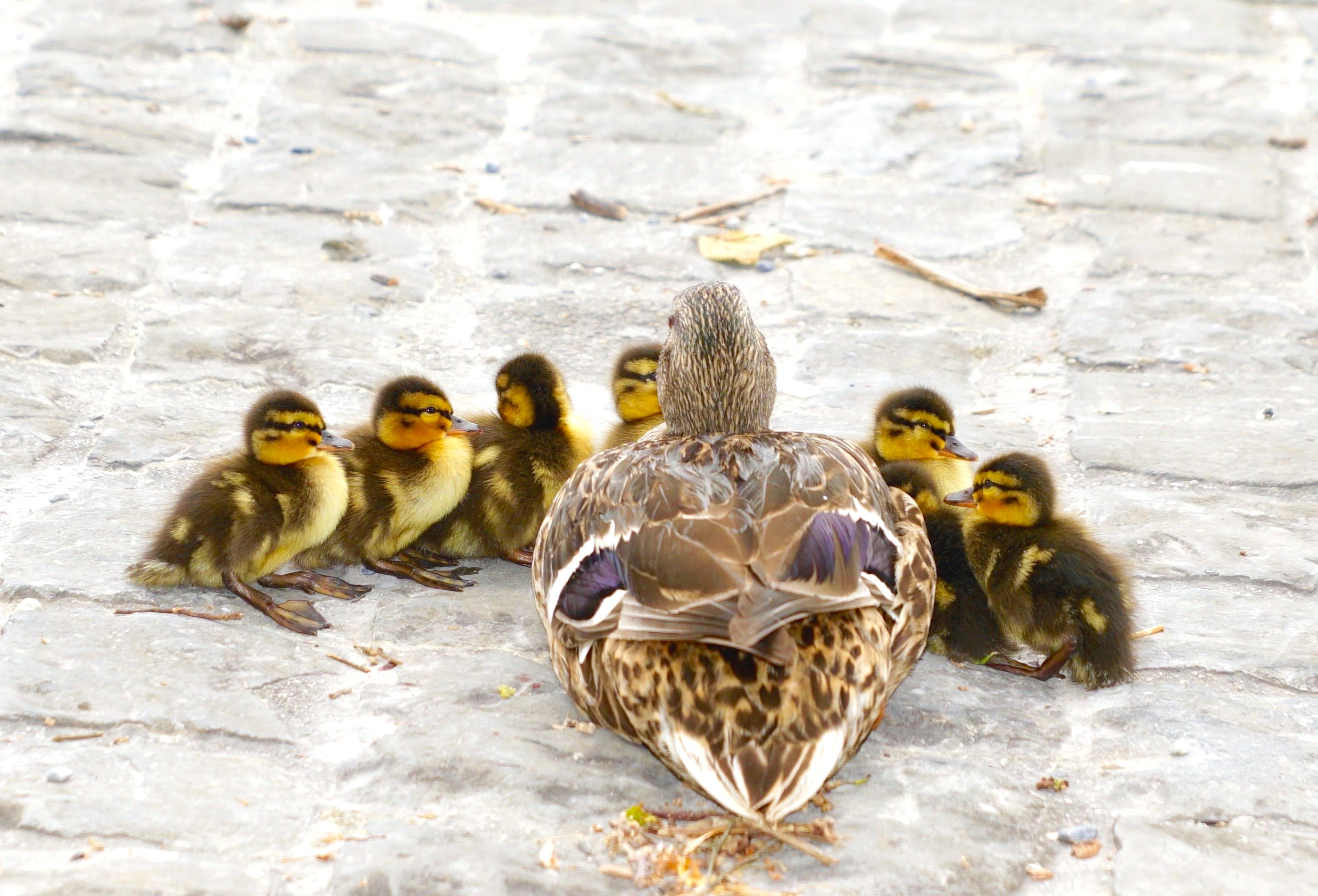 animaux - volants /oiseaux-canard