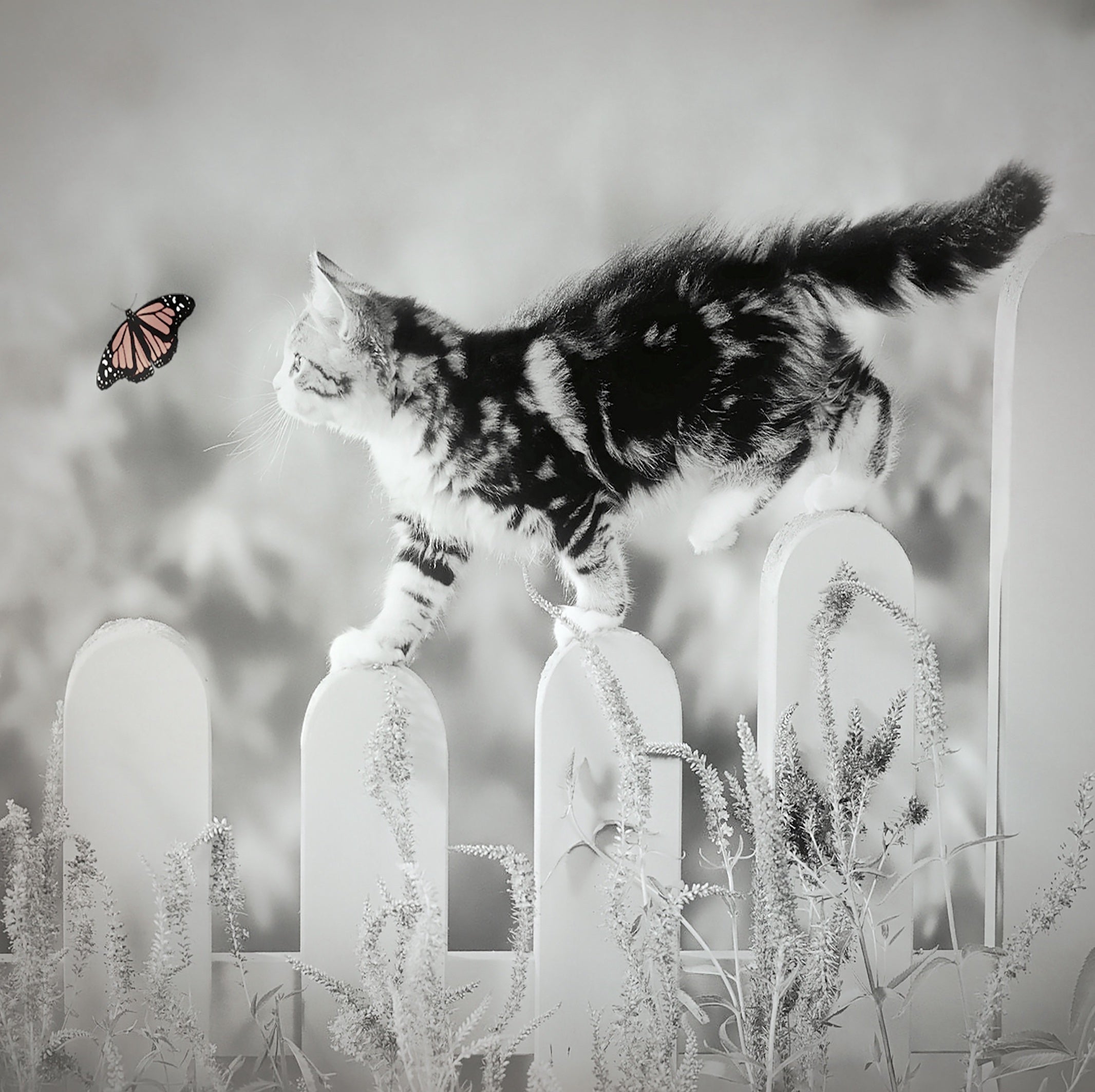 animaux - domestiques / chats-chatons