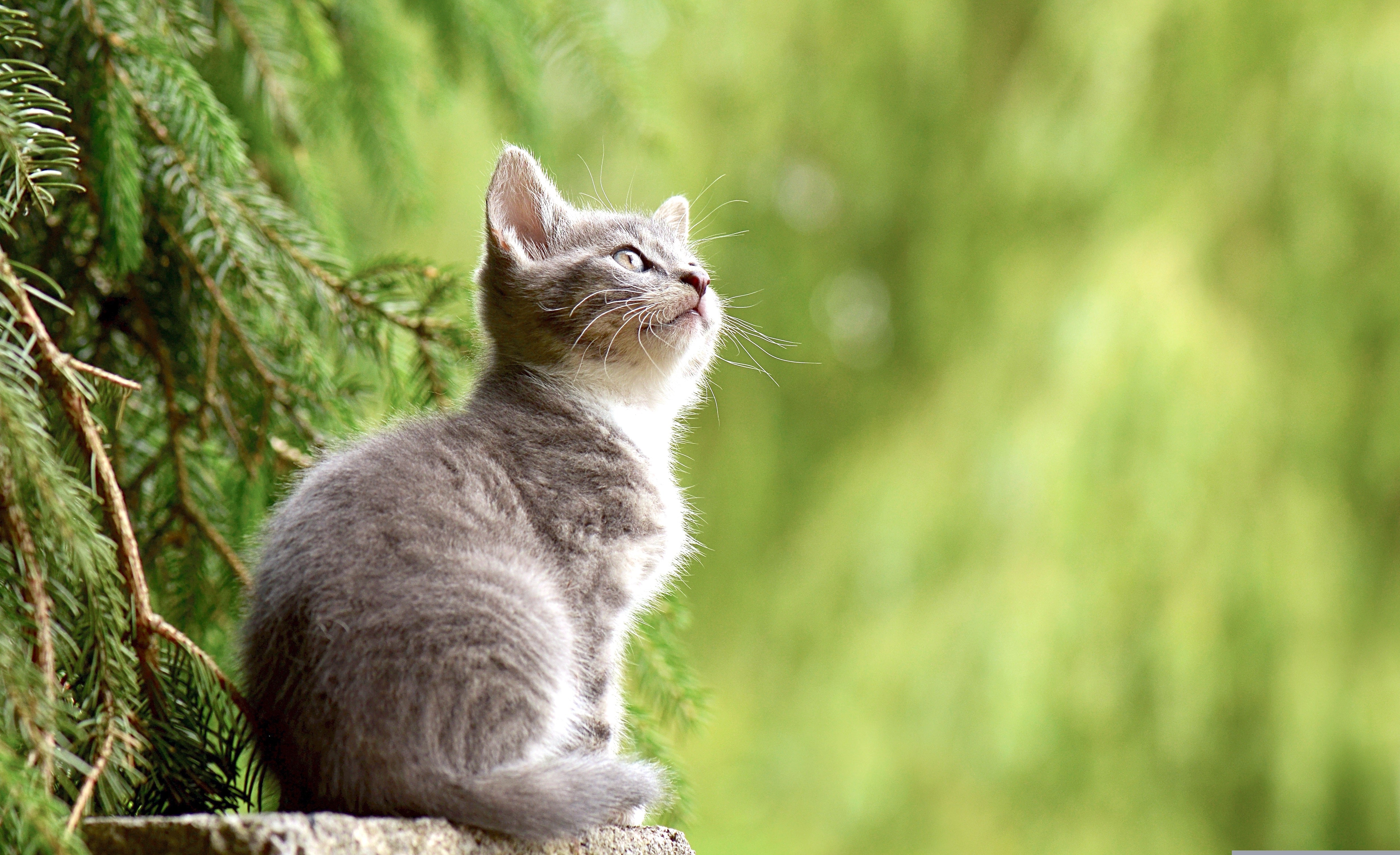 animaux - domestiques / chats-chatons