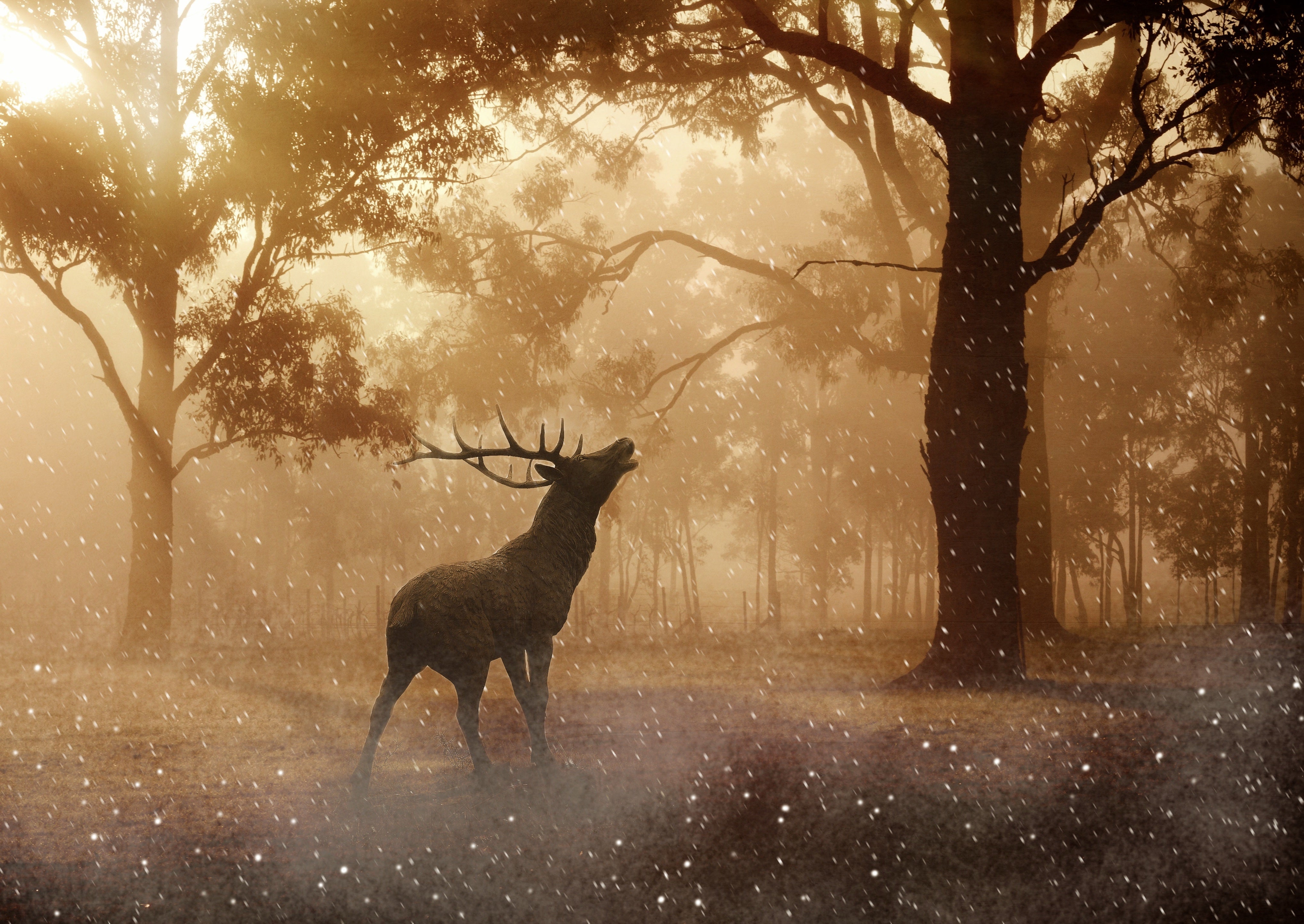 animaux - sauvages / cerfs-daims-biches