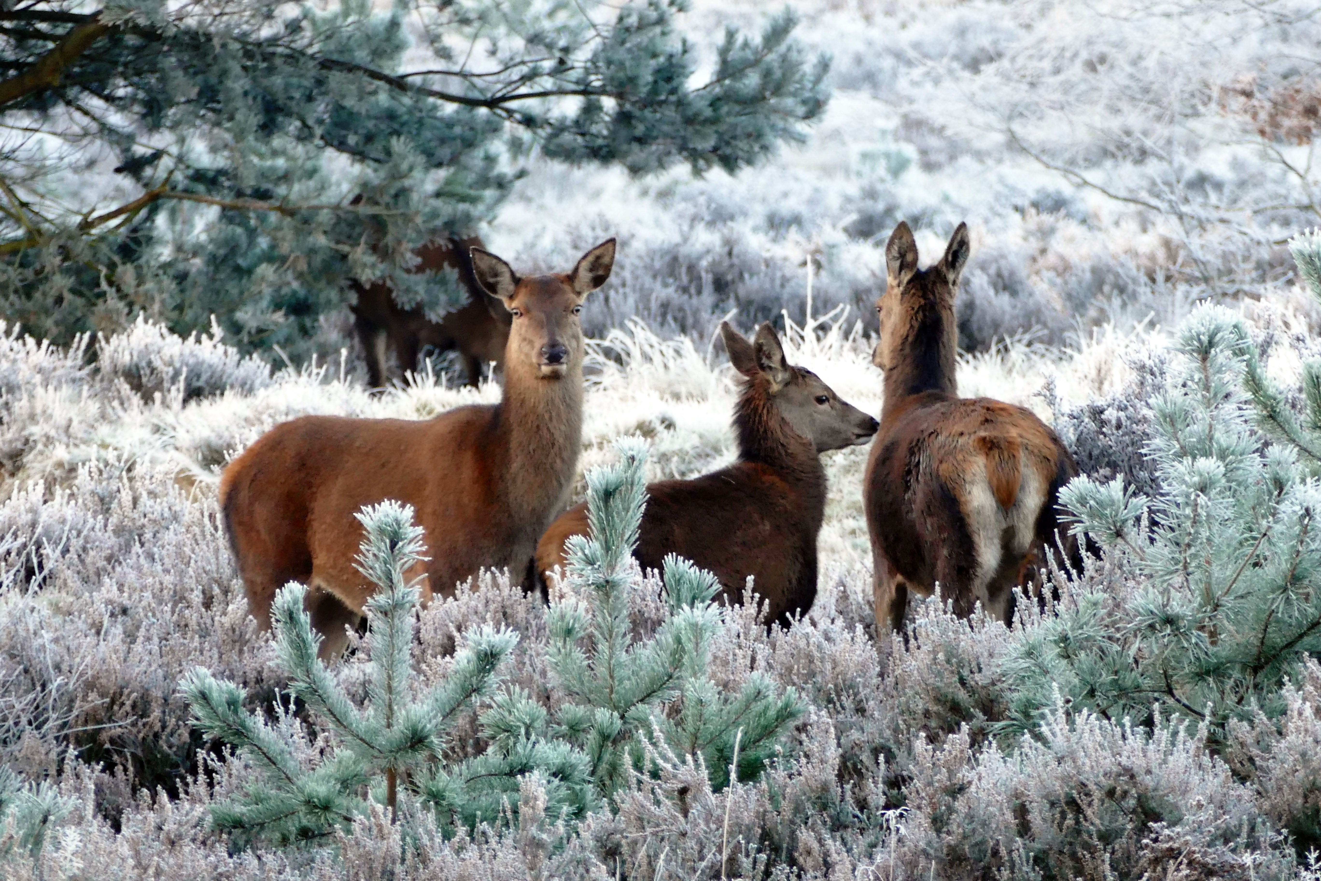 animaux - sauvages / cerfs-daims-biches