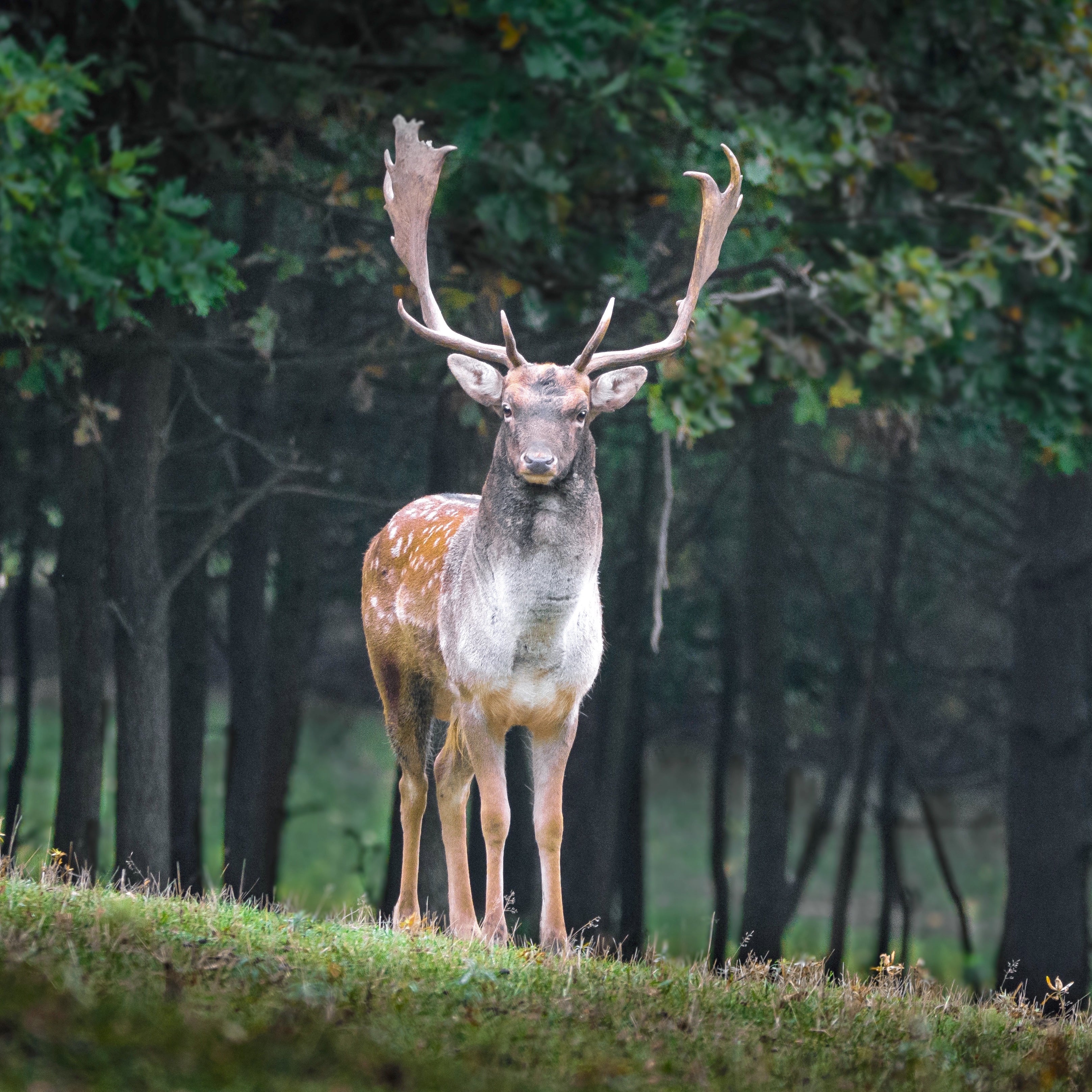animaux - sauvages / cerfs-daims-biches