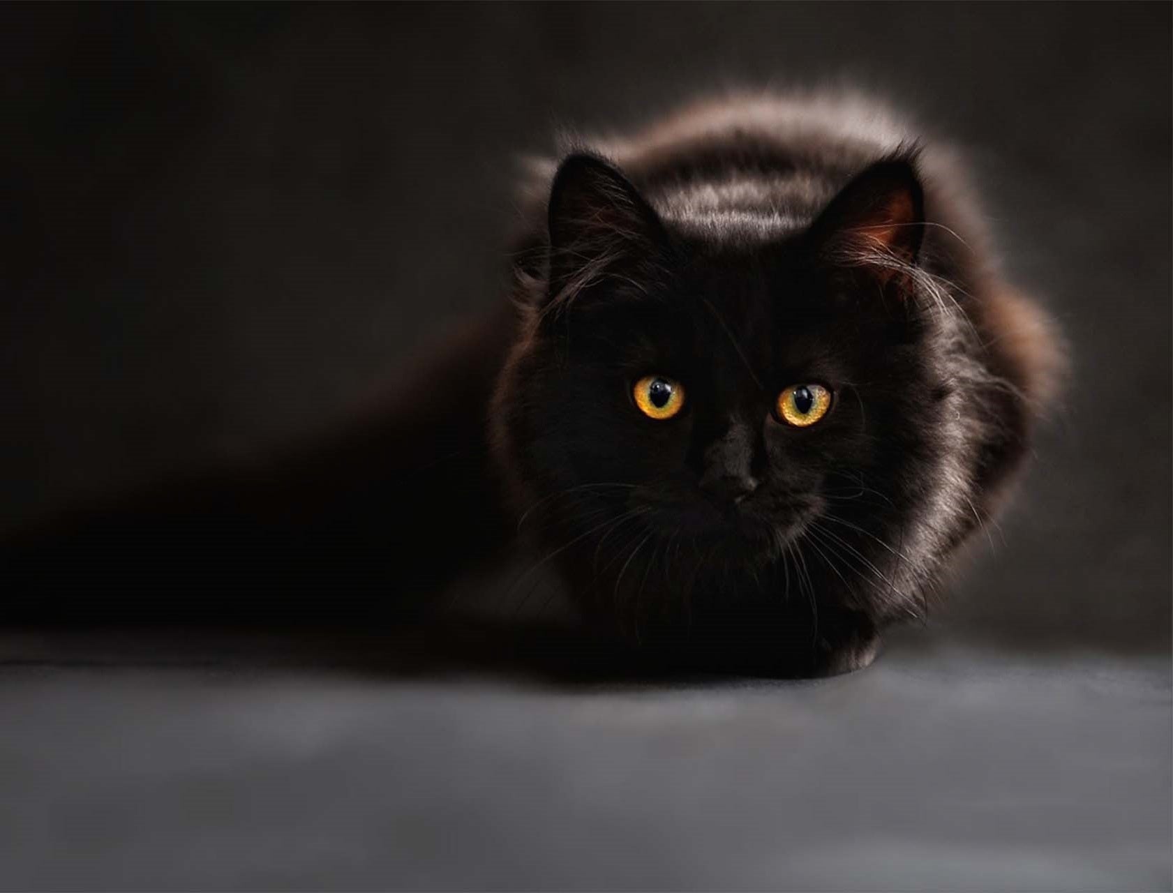 animaux - domestiques / chats-chatons