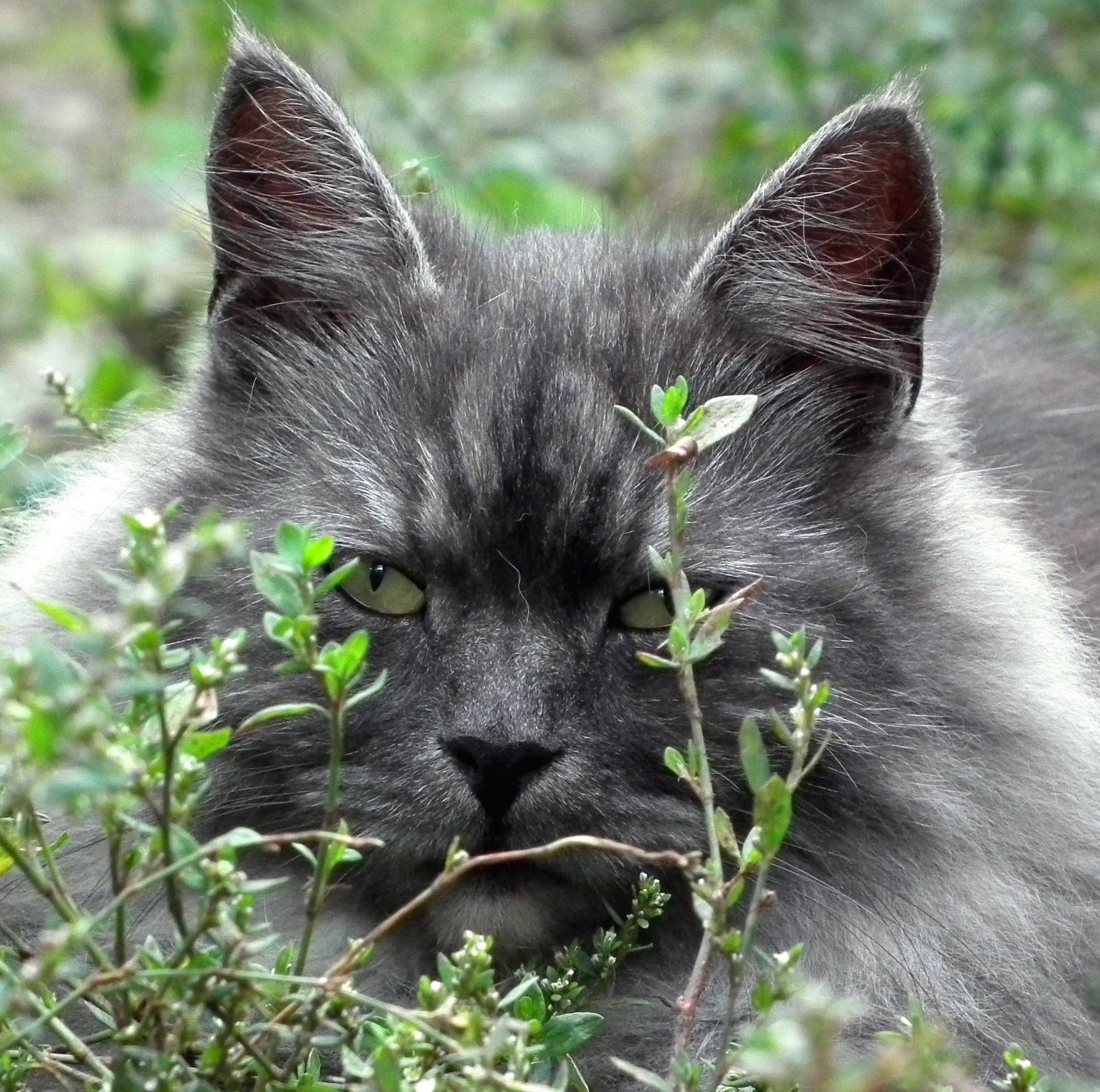 animaux - domestiques / chats-chatons
