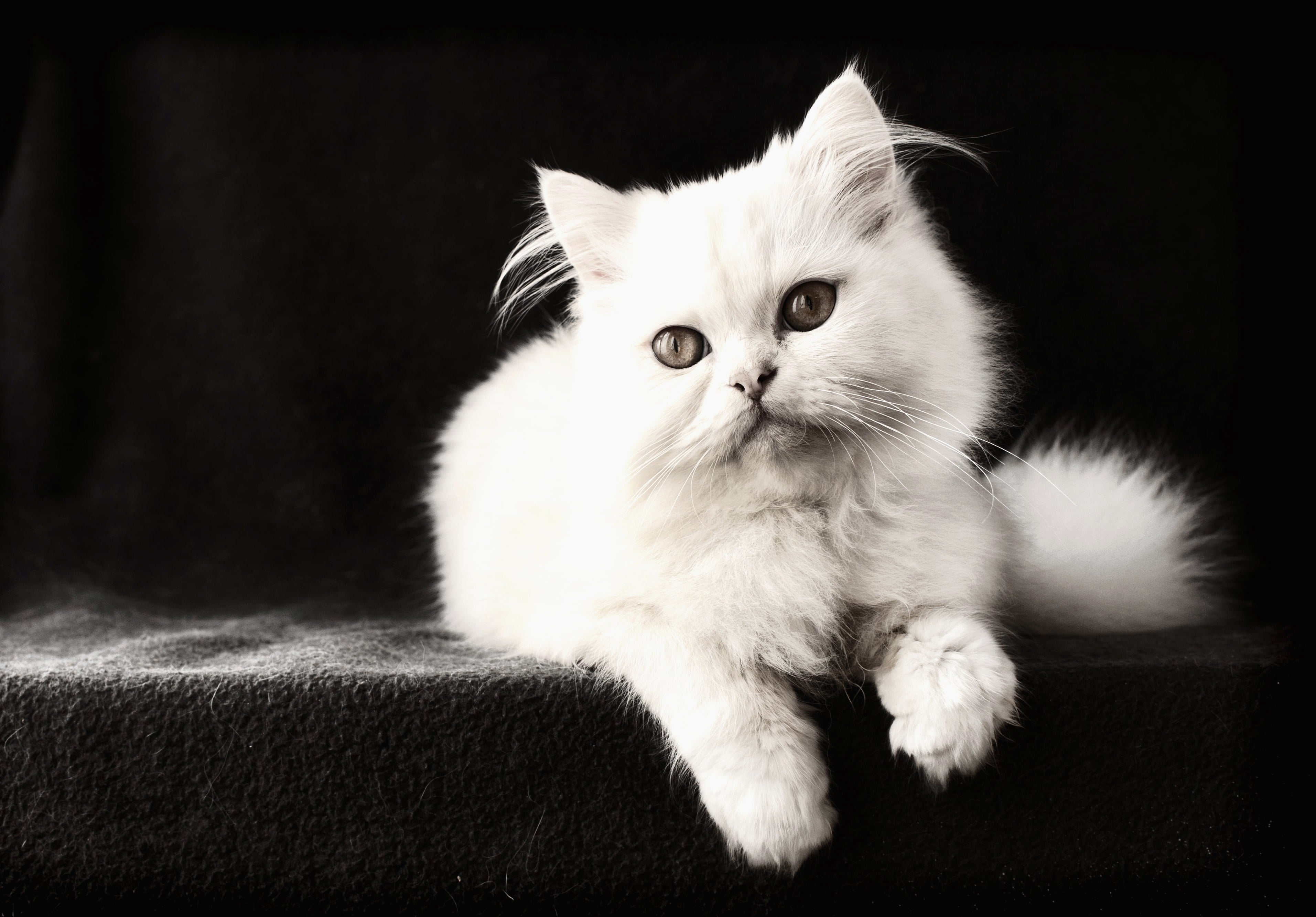 animaux - domestiques / chats-chatons