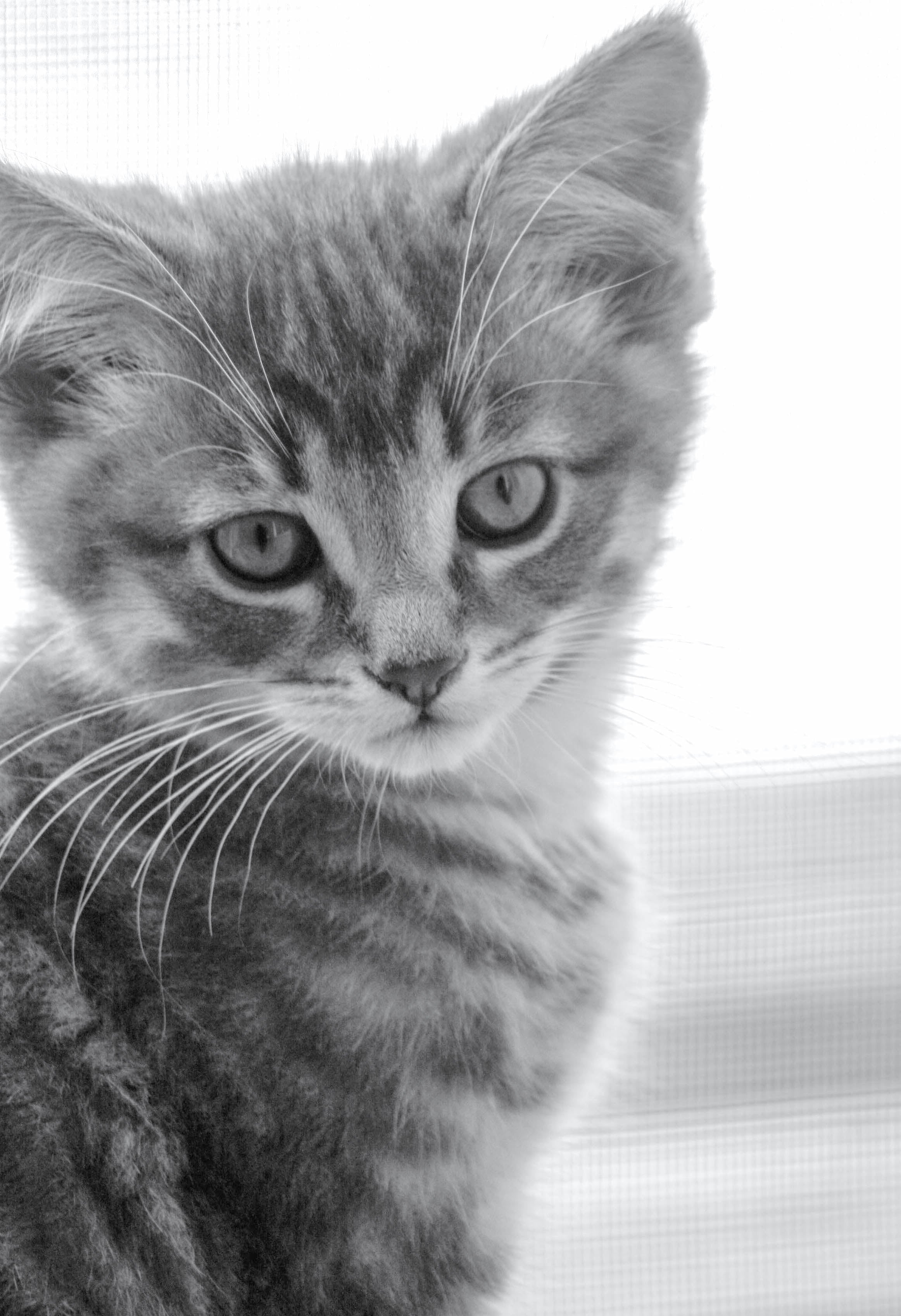 animaux - domestiques / chats-chatons