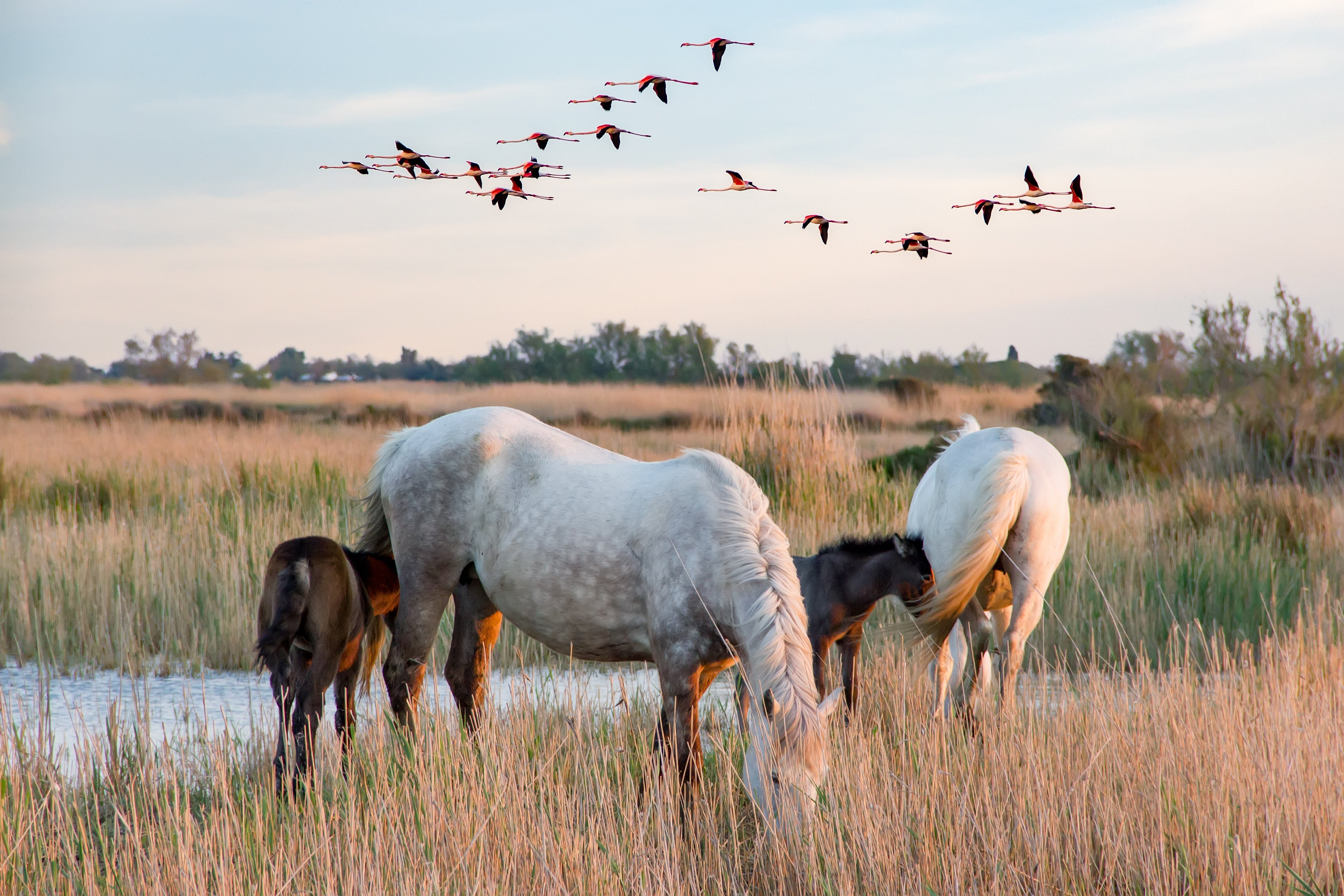 chevaux de Camargue et leurs poulains avec dans le ciel des flamants roses. Le Flamant Rose est une des 400 espèces d'oiseaux observées en Camargue et l'oiseau emblématique de la région. La Camargue est l'une des plus importantes zones de reproduction européennes pour les oiseaux.