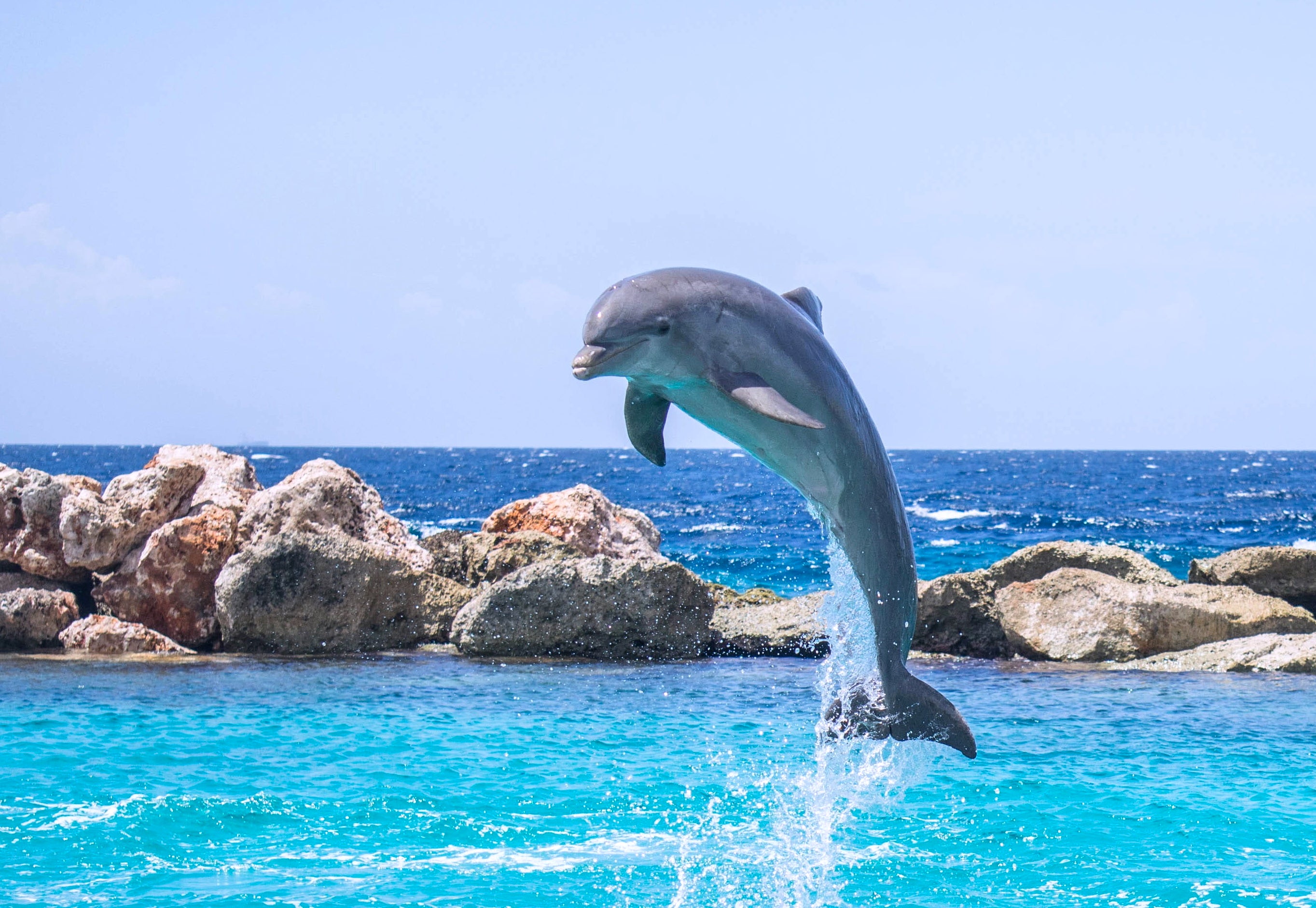 posters grand format de dauphins; découvrez le monde sous-marin