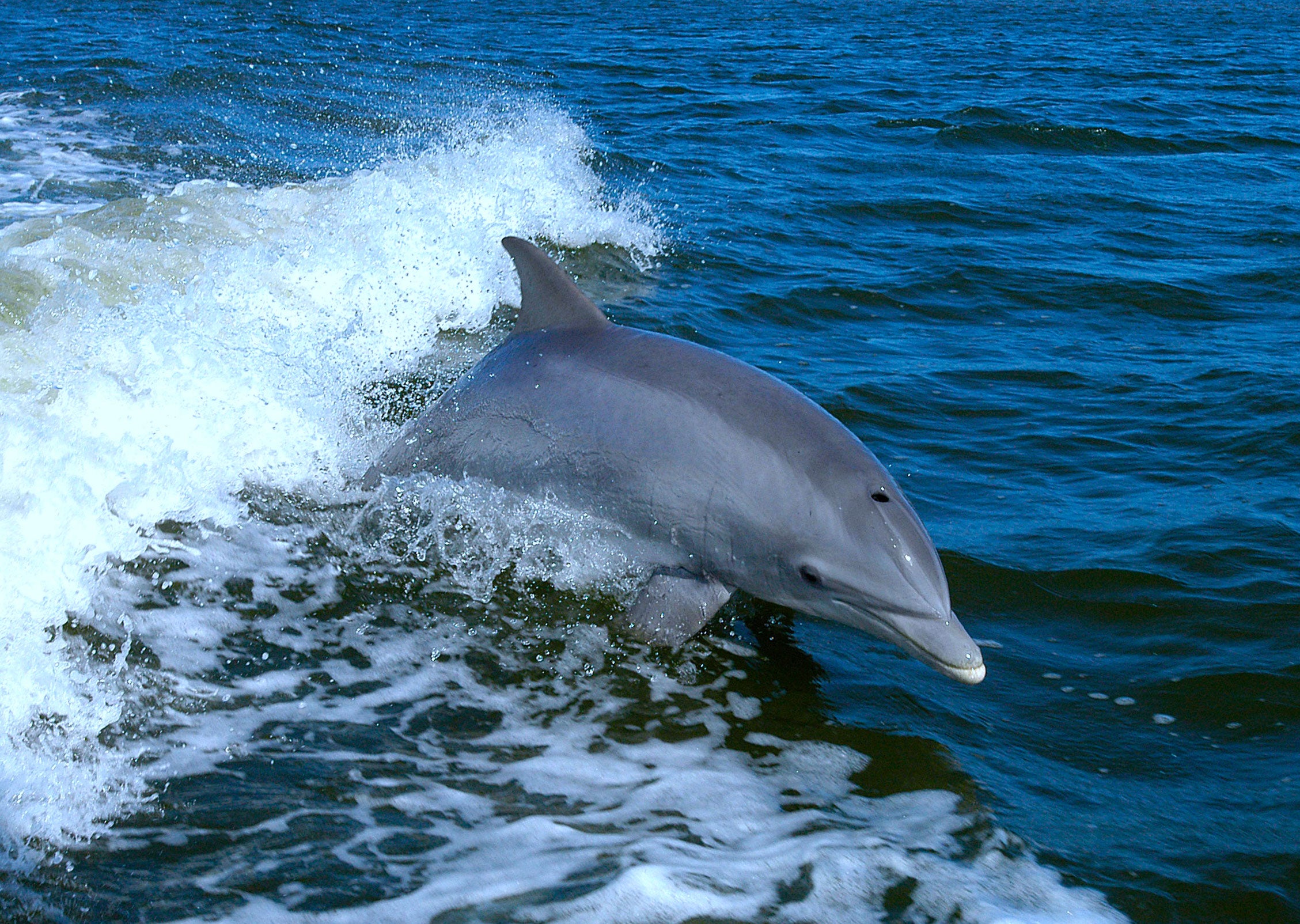 animaux - marins /dauphin