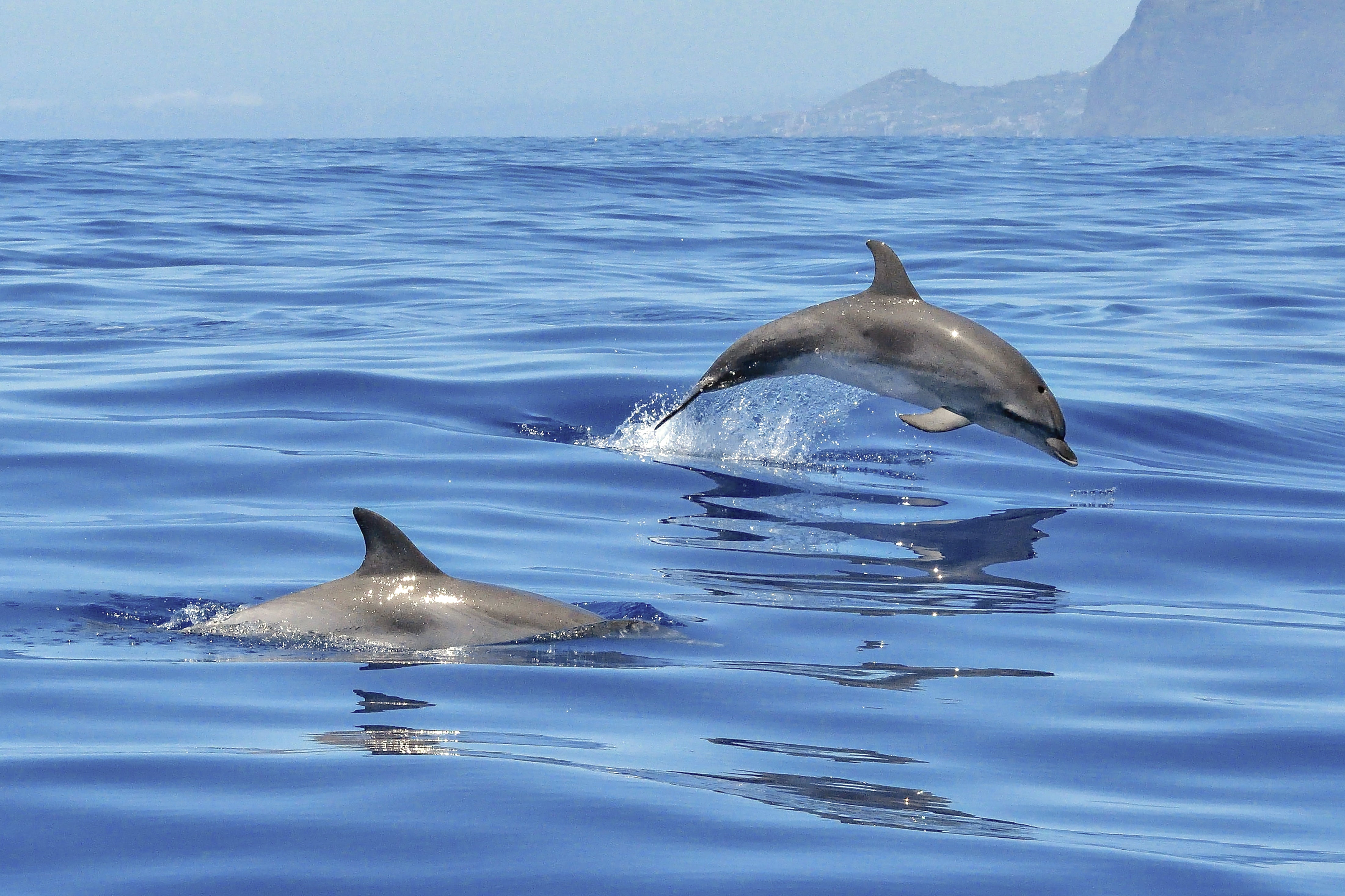 animaux - marins /dauphin