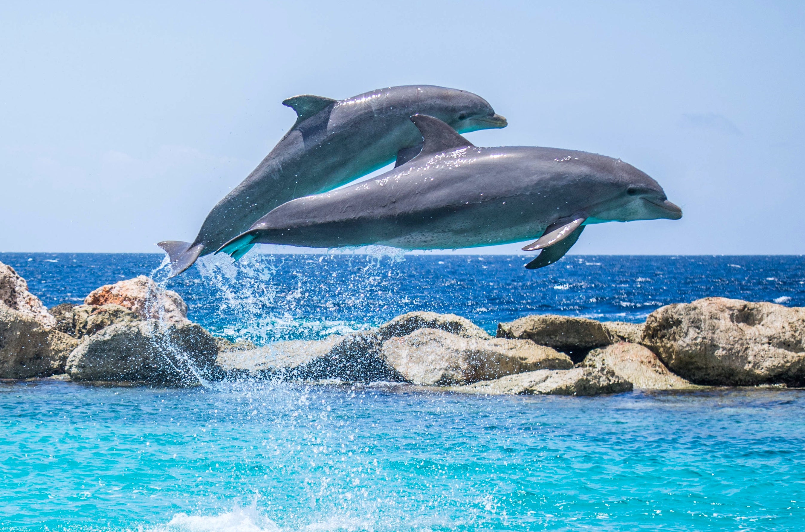 animaux - marins /dauphin