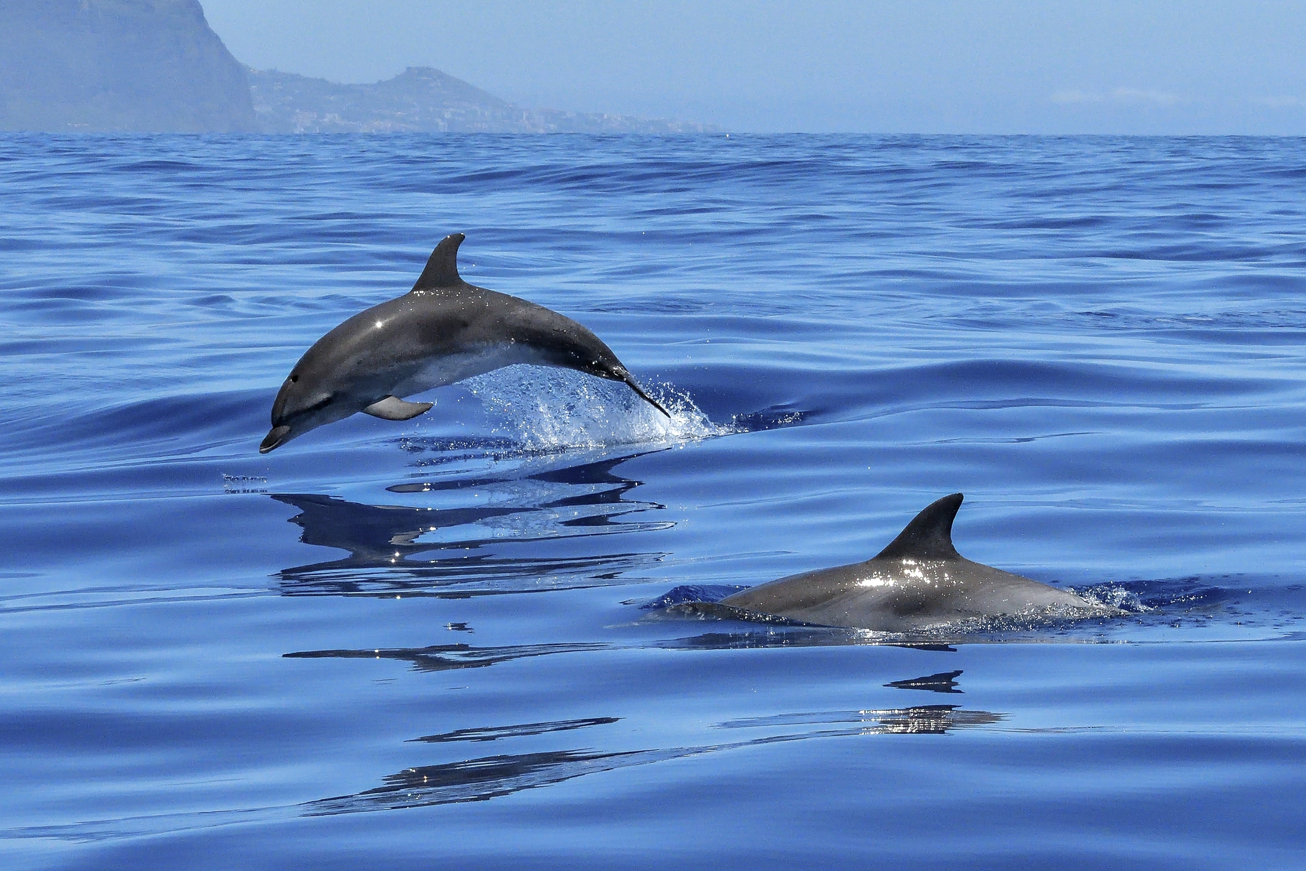 animaux - marins /dauphin