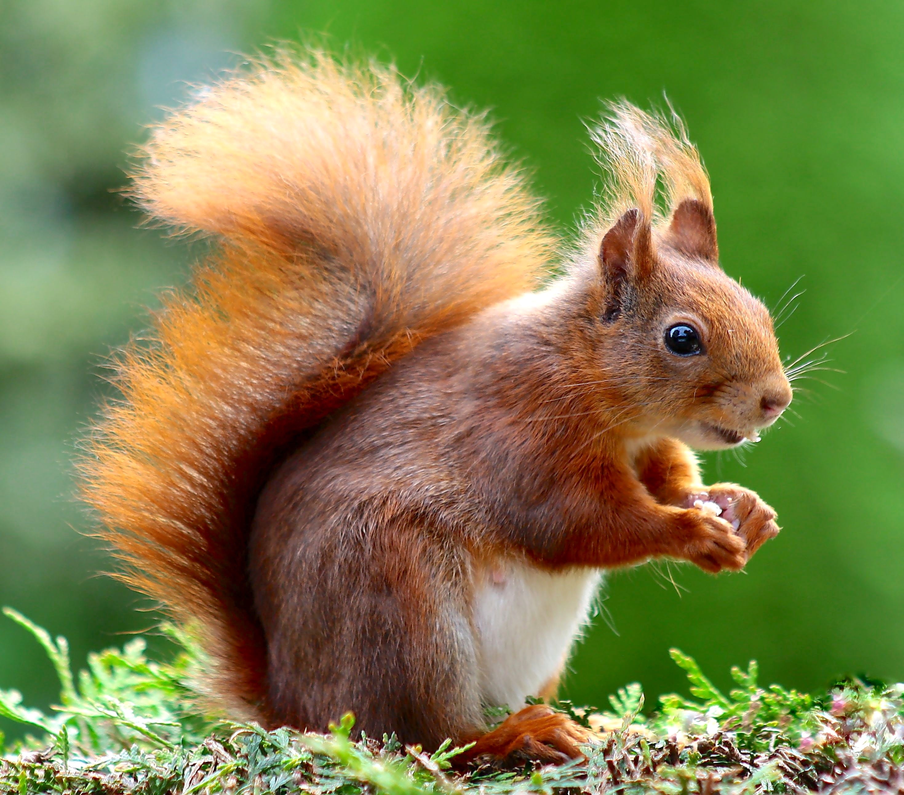 animaux - sauvages / écureuils