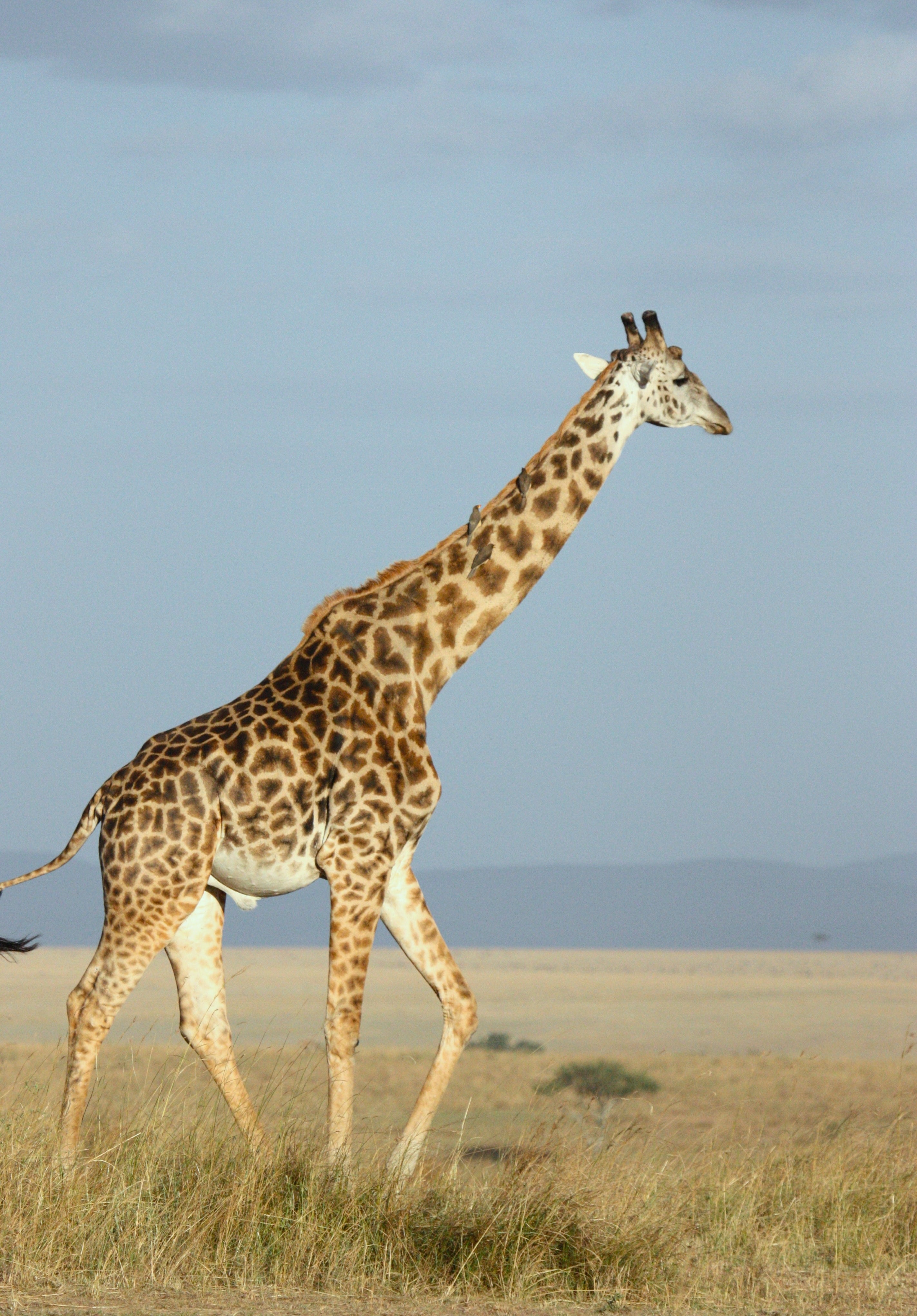 animaux - sauvages / girafes