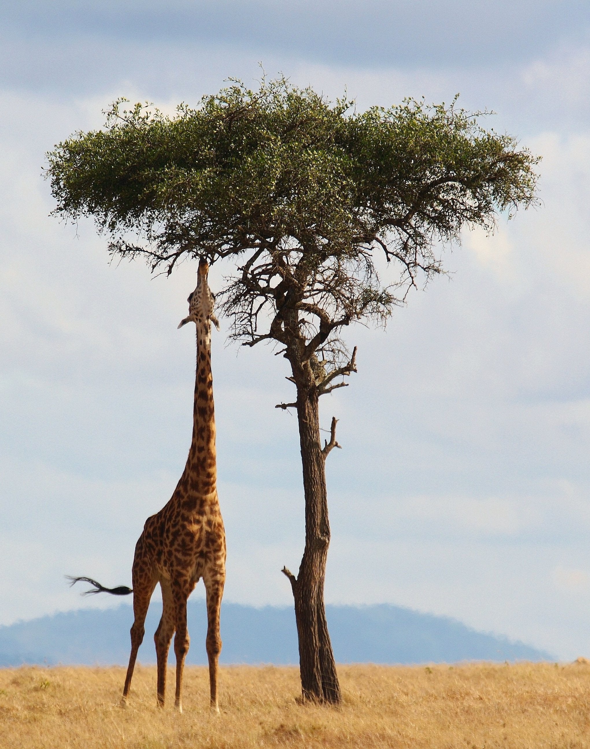 animaux - sauvages / girafes