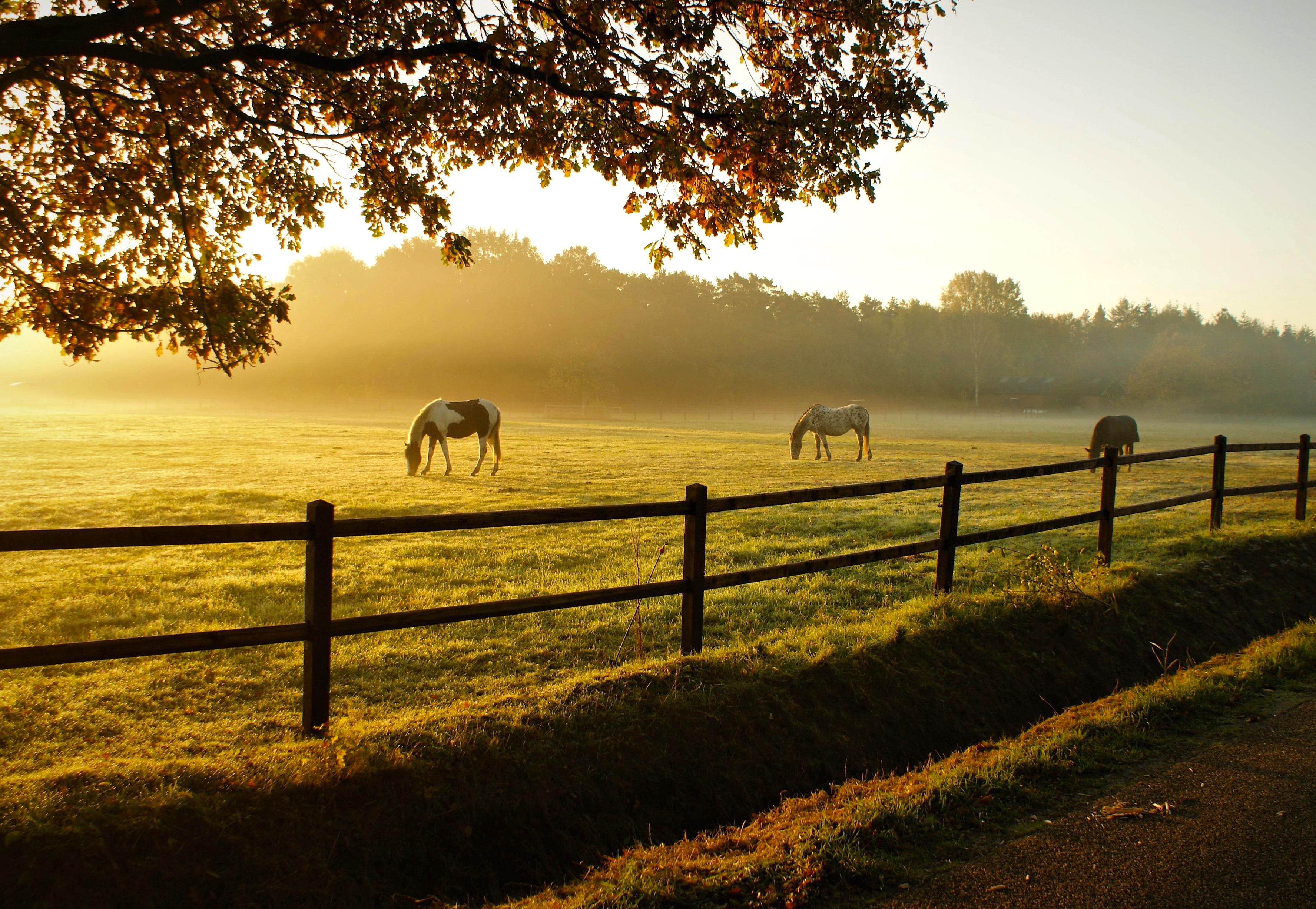 chevaux dans un pré