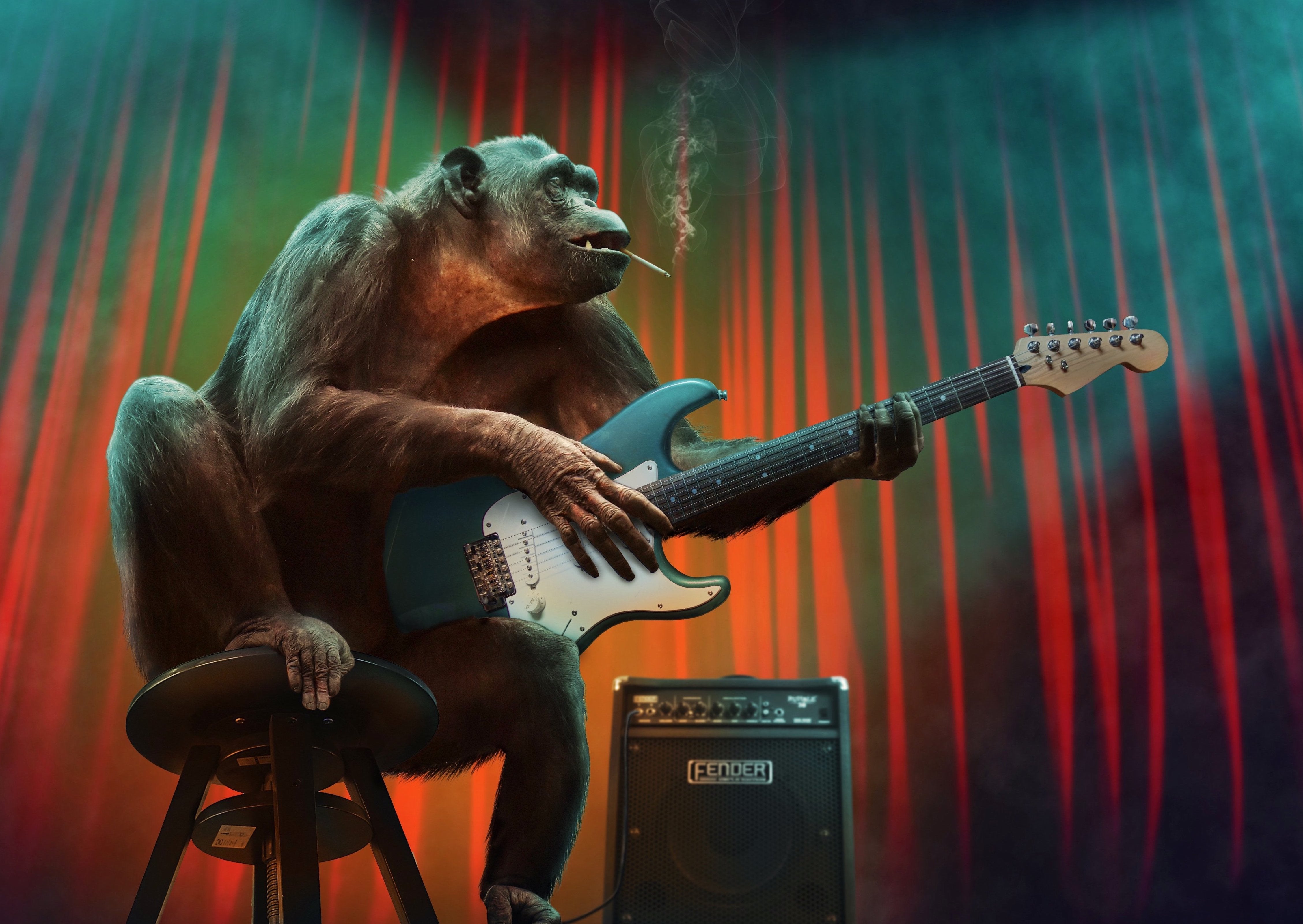 humour: un chimpanzé jouant de la guitare