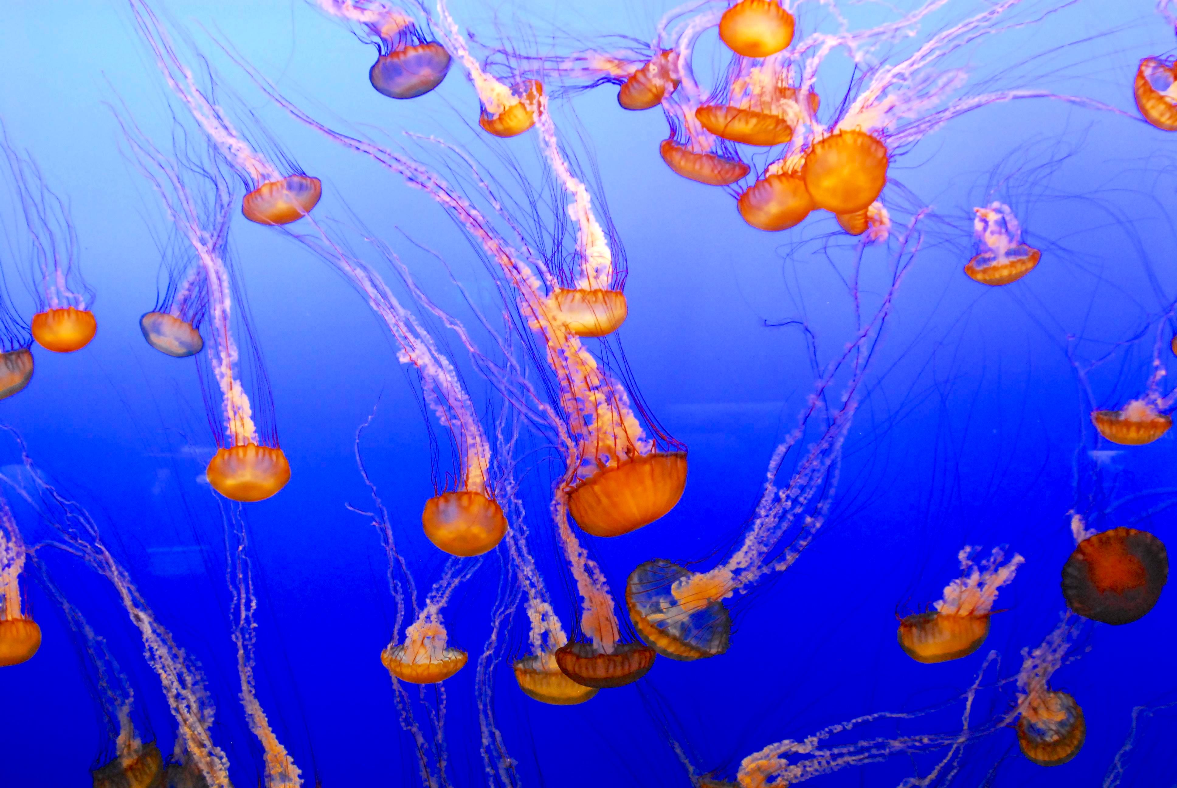 Méduses - jellyfish