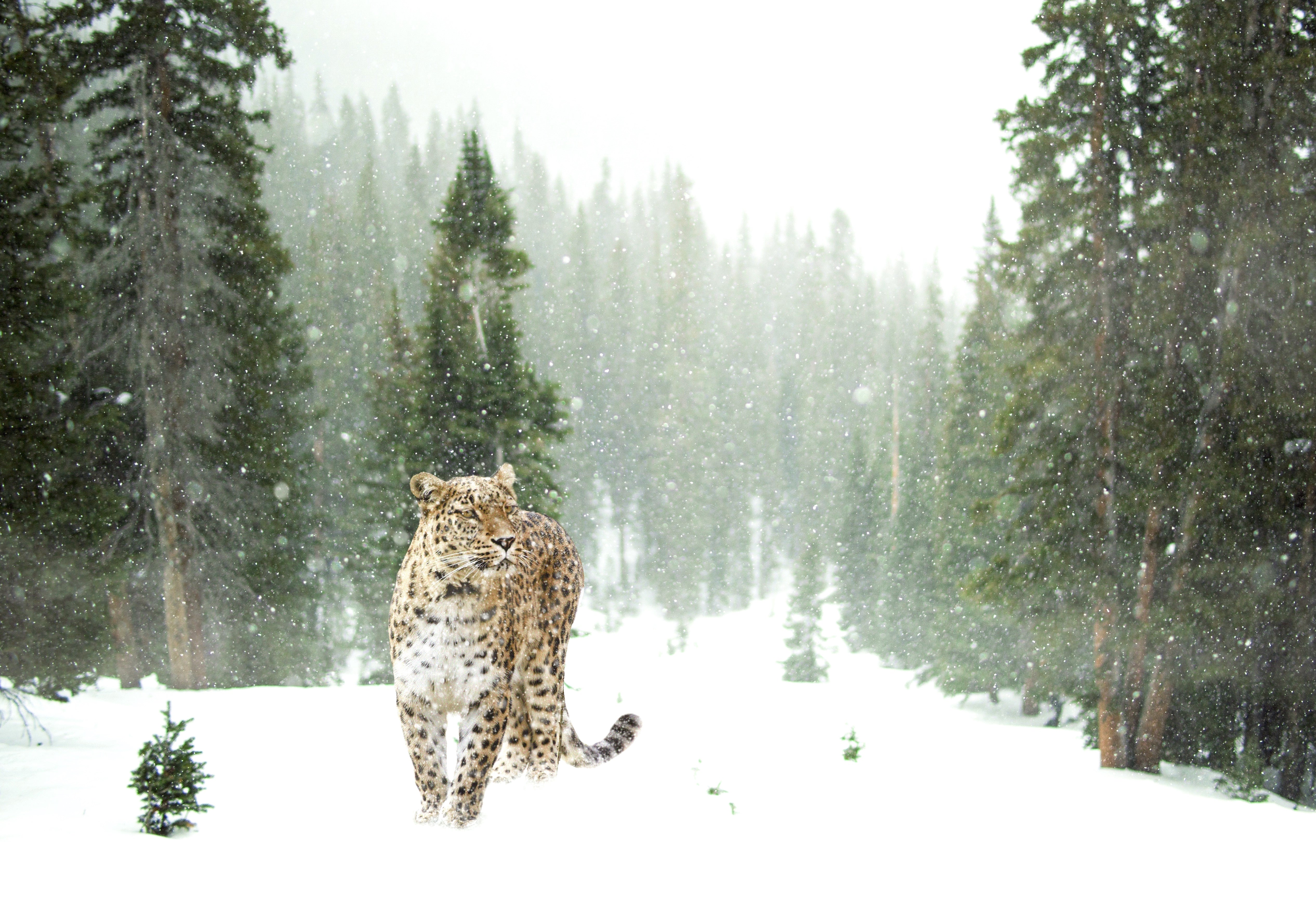 animaux - sauvages / léopards