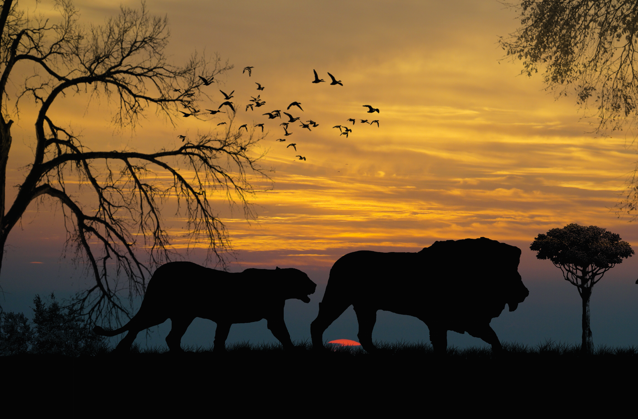 animaux - sauvages / lions