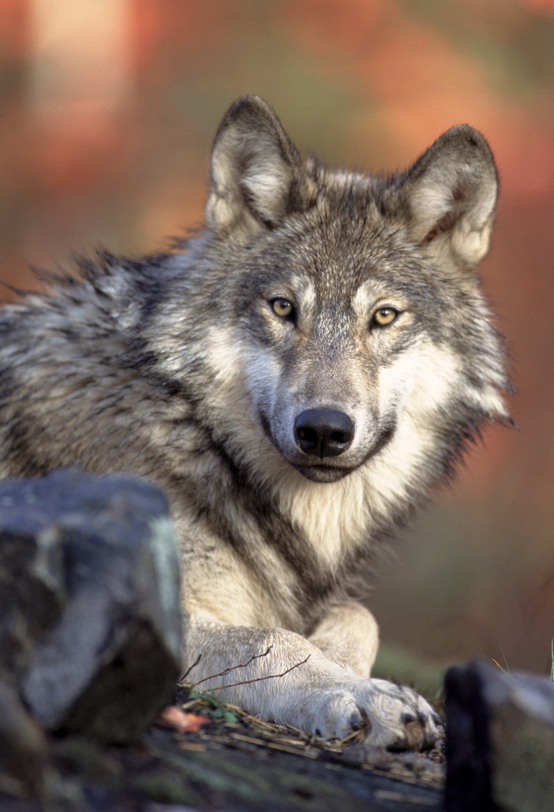 animaux - sauvages / loups