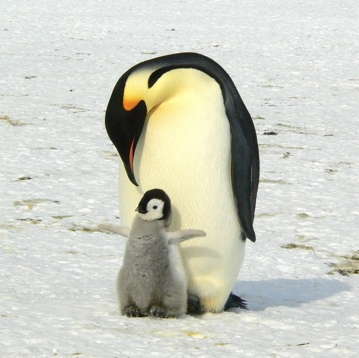 animaux - marins/pinguoin-manchot