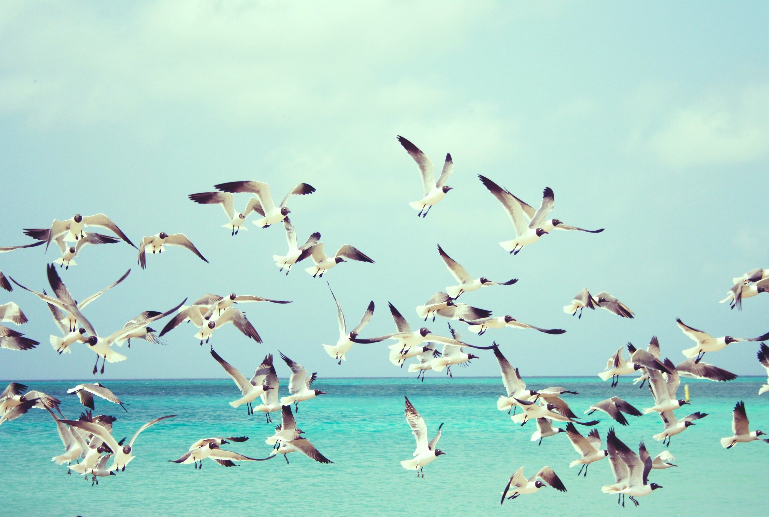 animaux - volants /oiseaux-mouette