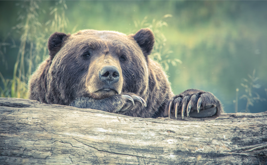 animaux - sauvages / ours