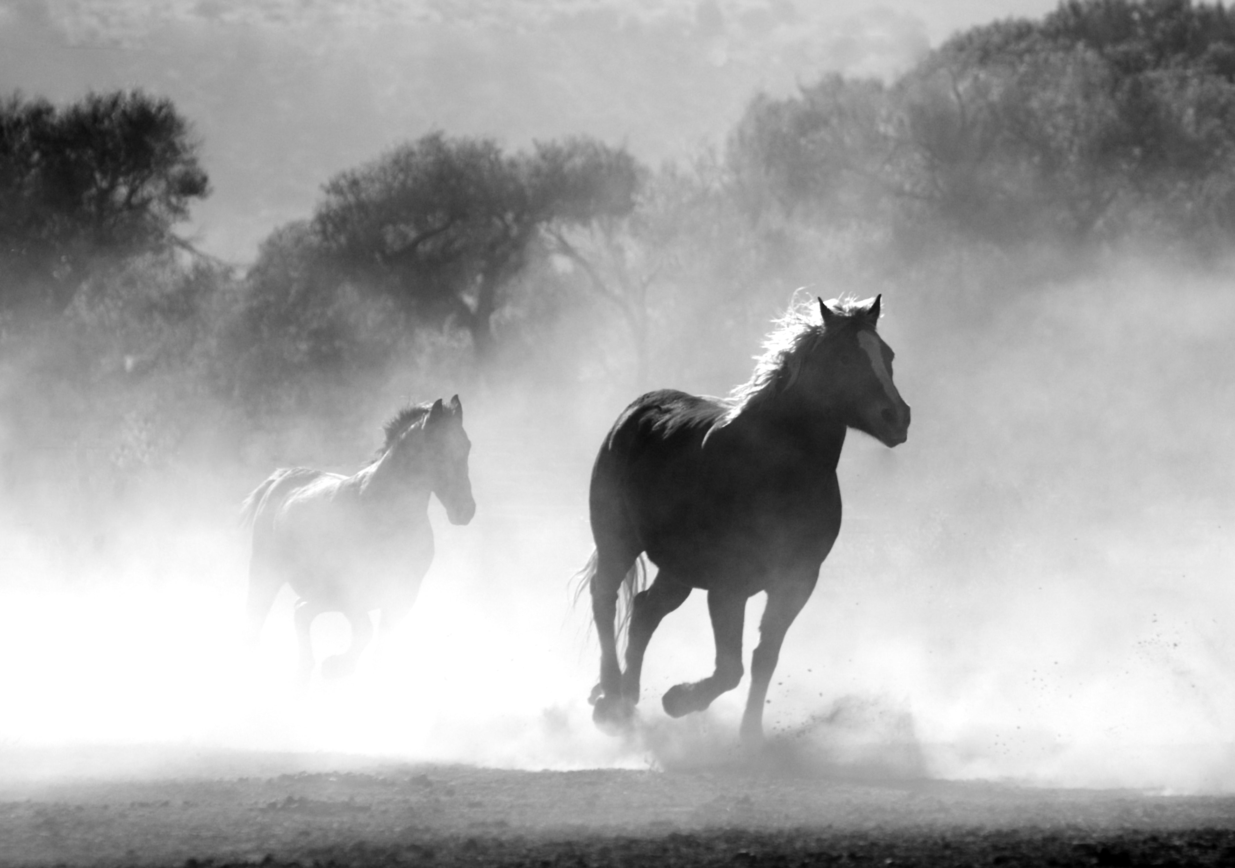 poster, photos et images de chevaux sauvages, domestiques ou de course