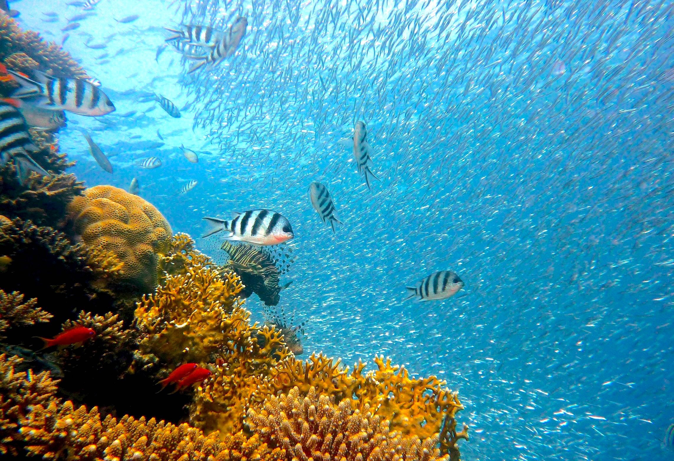 animaux - marins /poisson