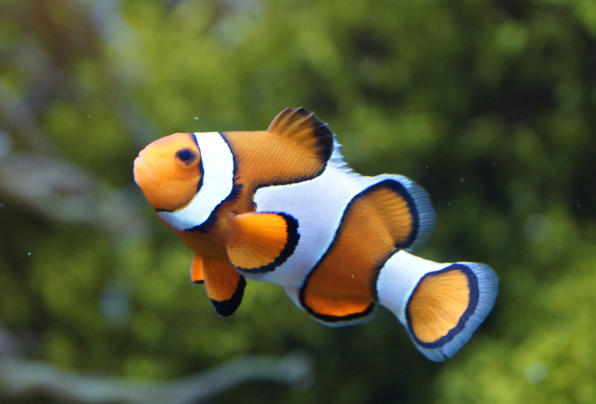 animaux - marins /poisson