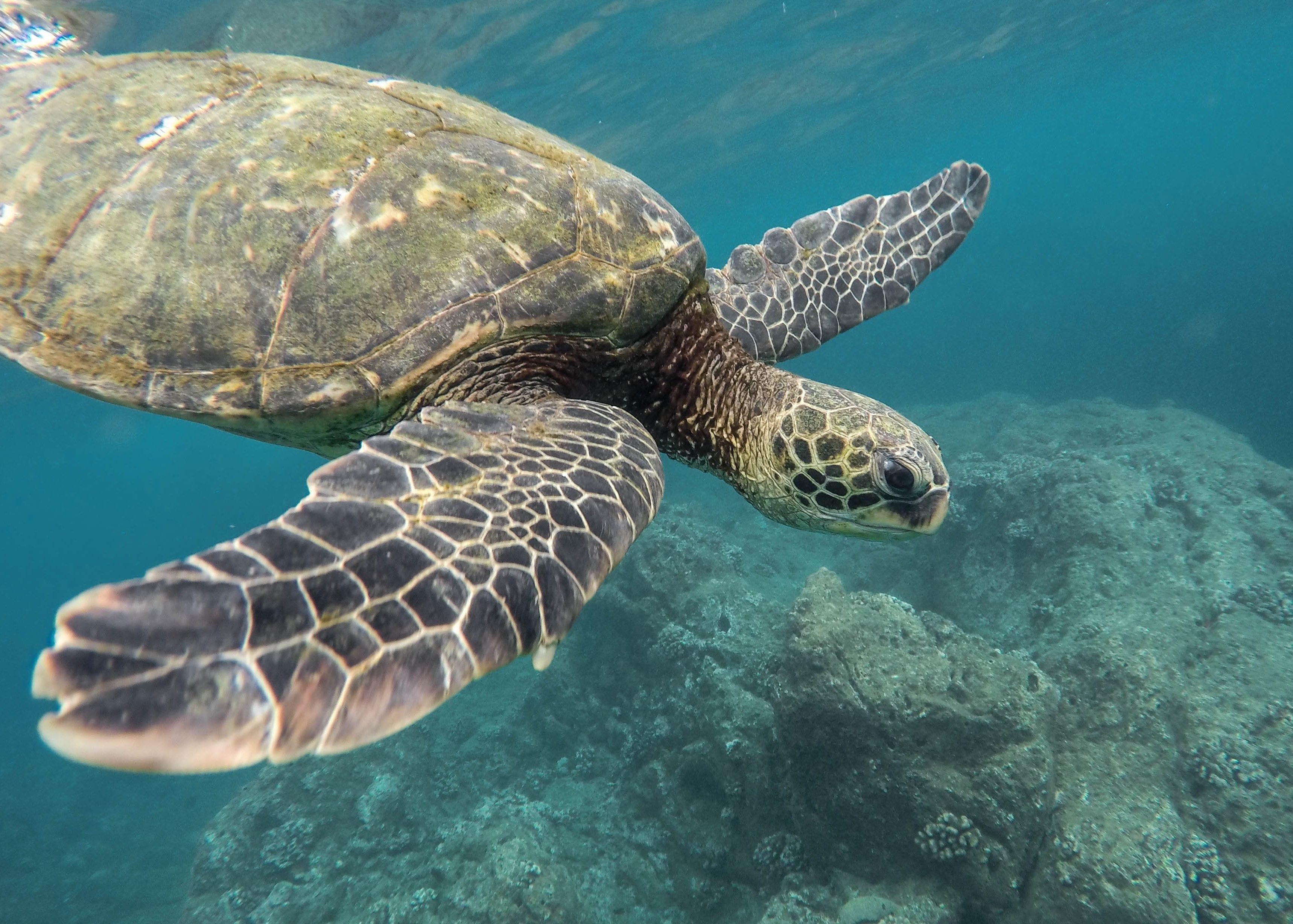 animaux - marins/tortue