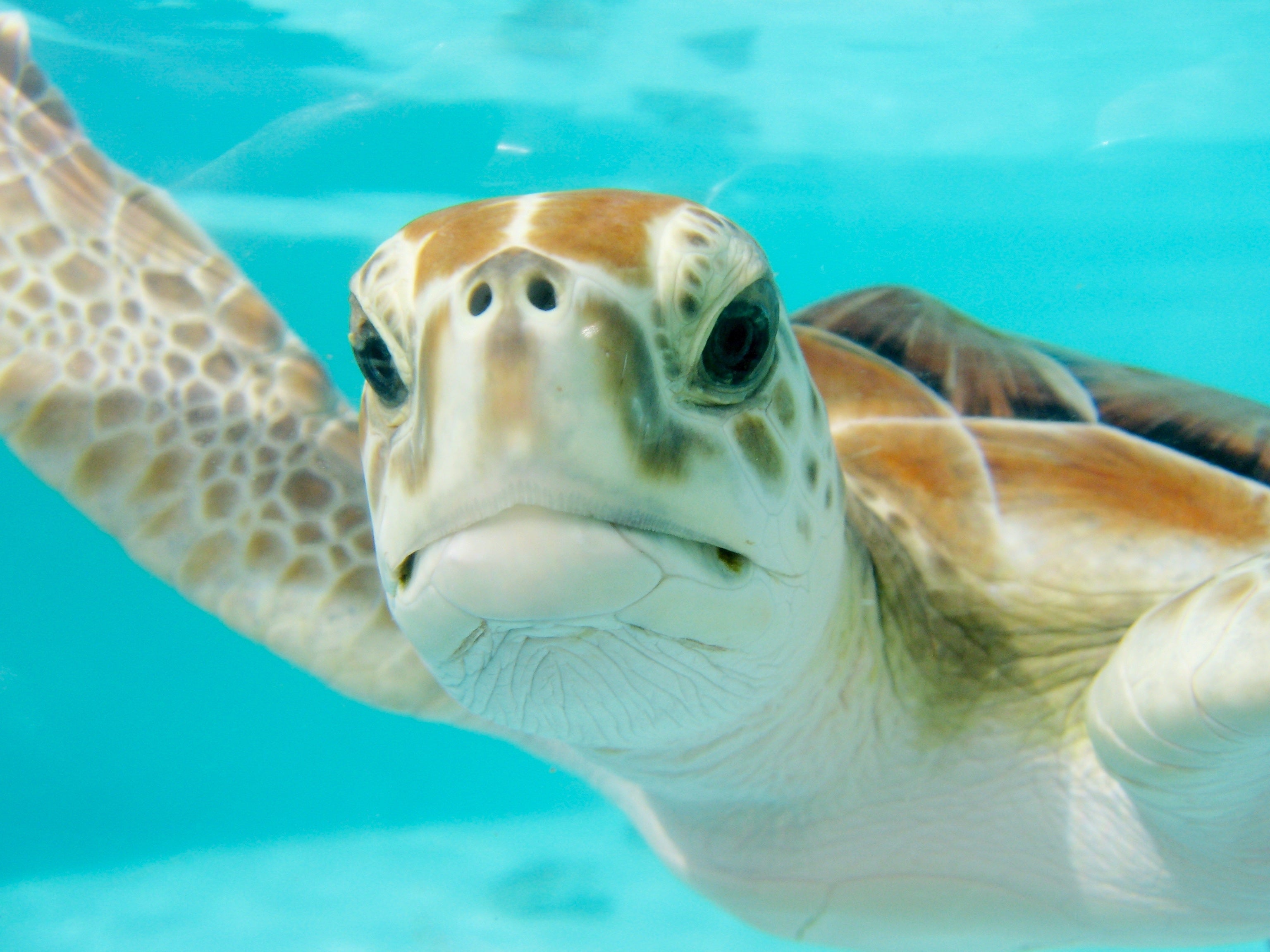 animaux - marins/tortue