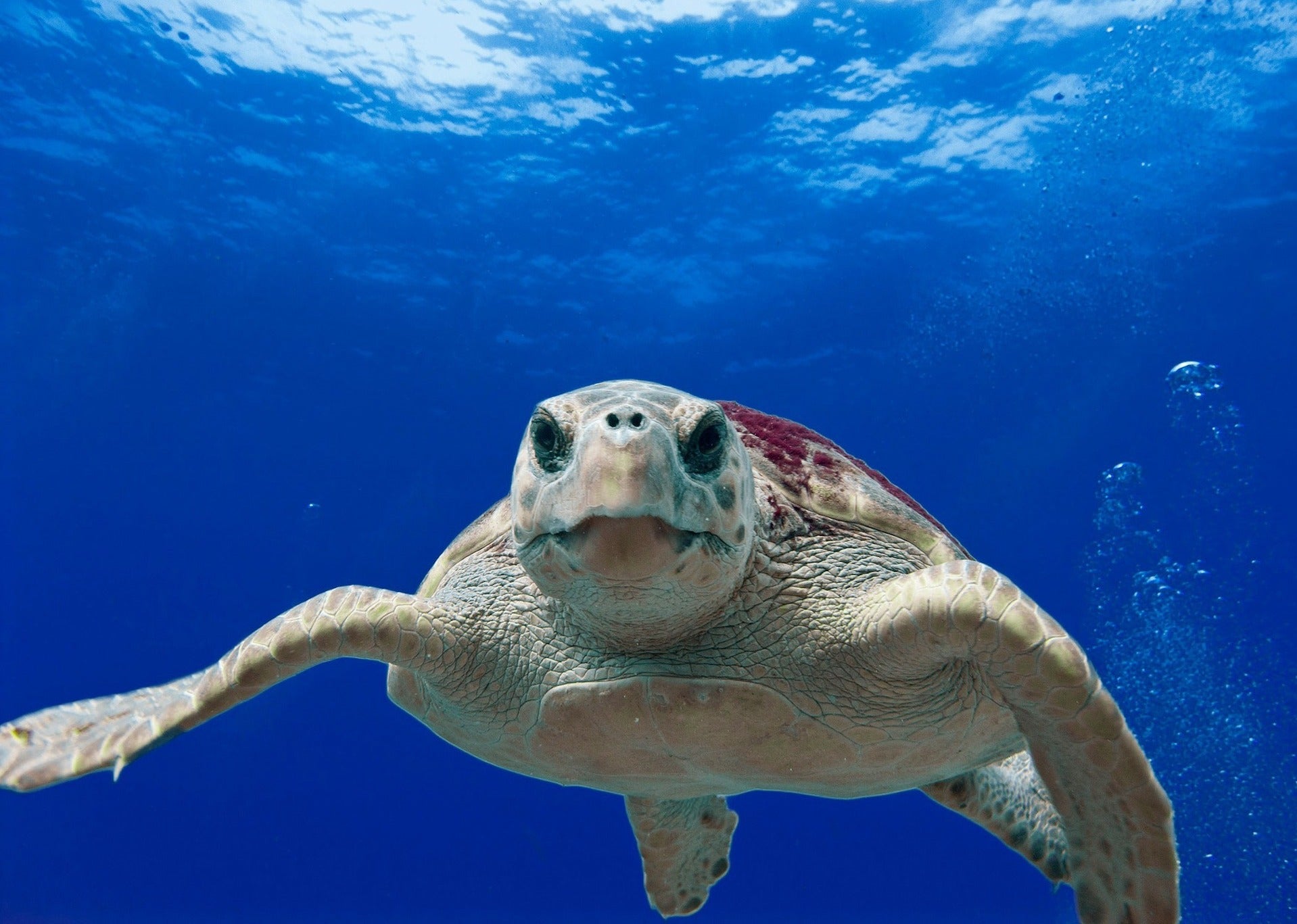 animaux - marins/tortue