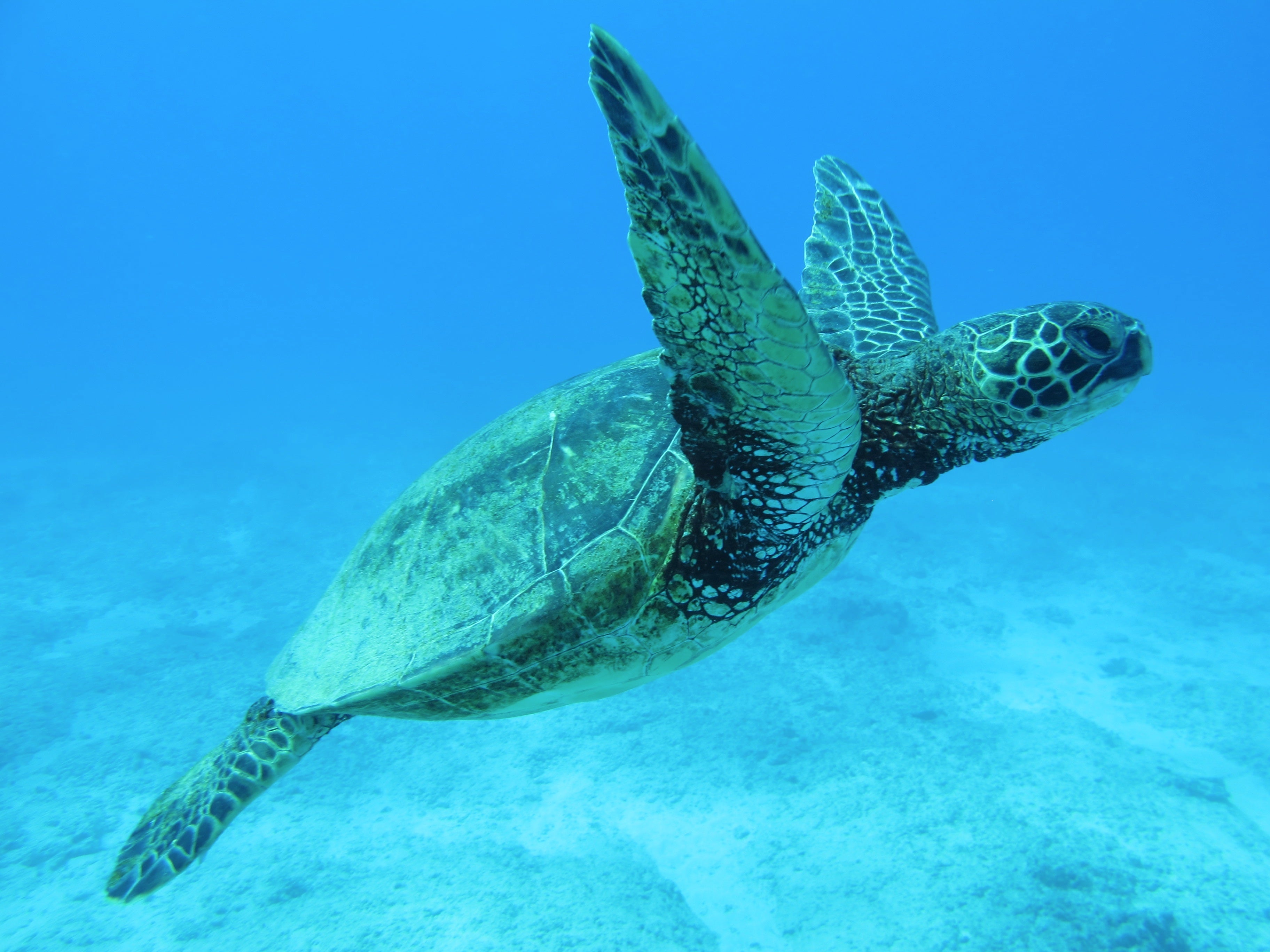 animaux - marins/tortue