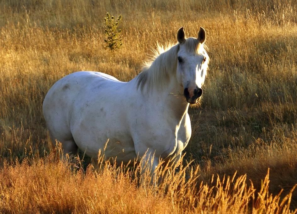 Les marais de la Camargue sont des zones où les chevaux sauvages errent librement. Le cheval de Camargue est une race de petits chevaux de selle rustiques à la robe grise. Son origine reste mystérieuse, bien qu'il soit considéré comme l'une des plus anciennes races du monde (wikipedia.org)