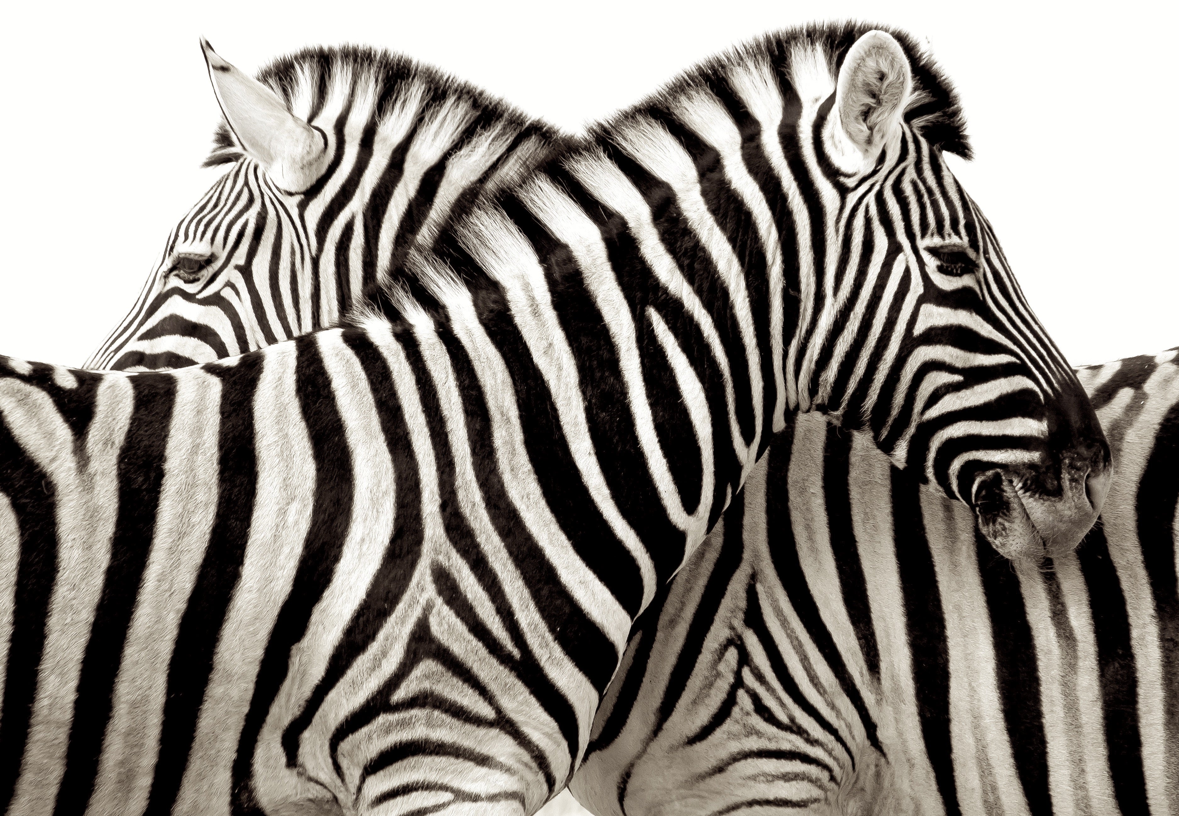 animaux - sauvages / zèbres