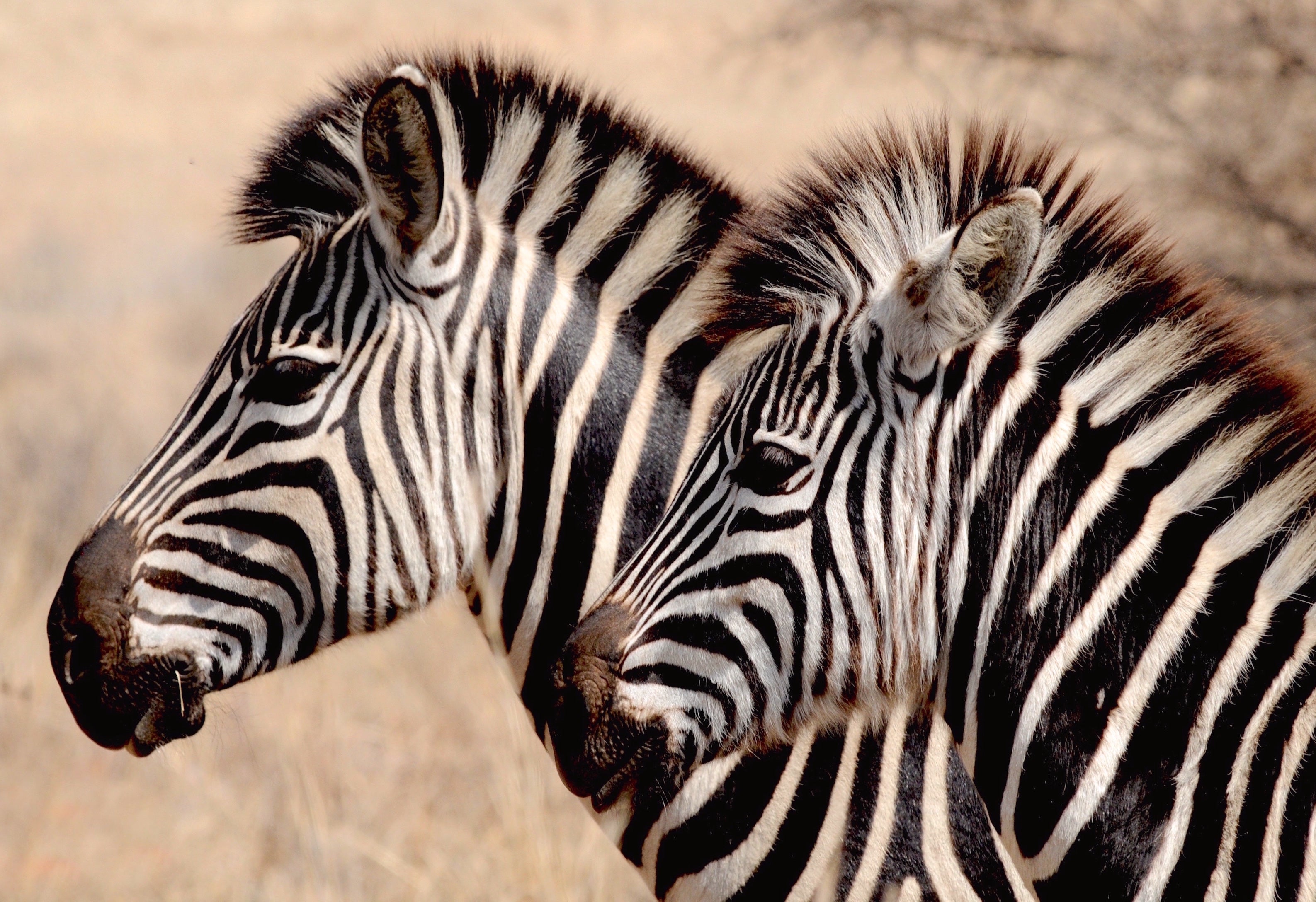 animaux - sauvages / zèbres