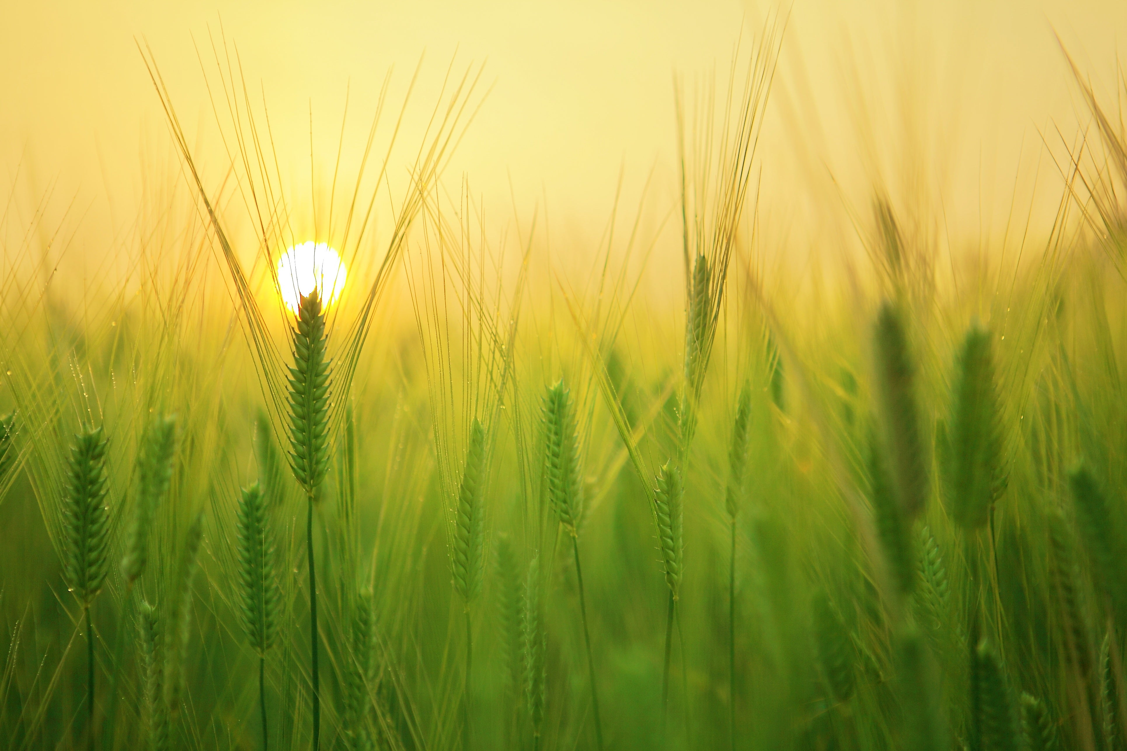 nature - champ d'orge