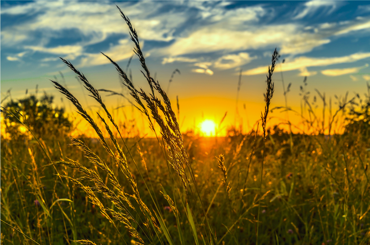 nature - coucher de soleil /champ de blé