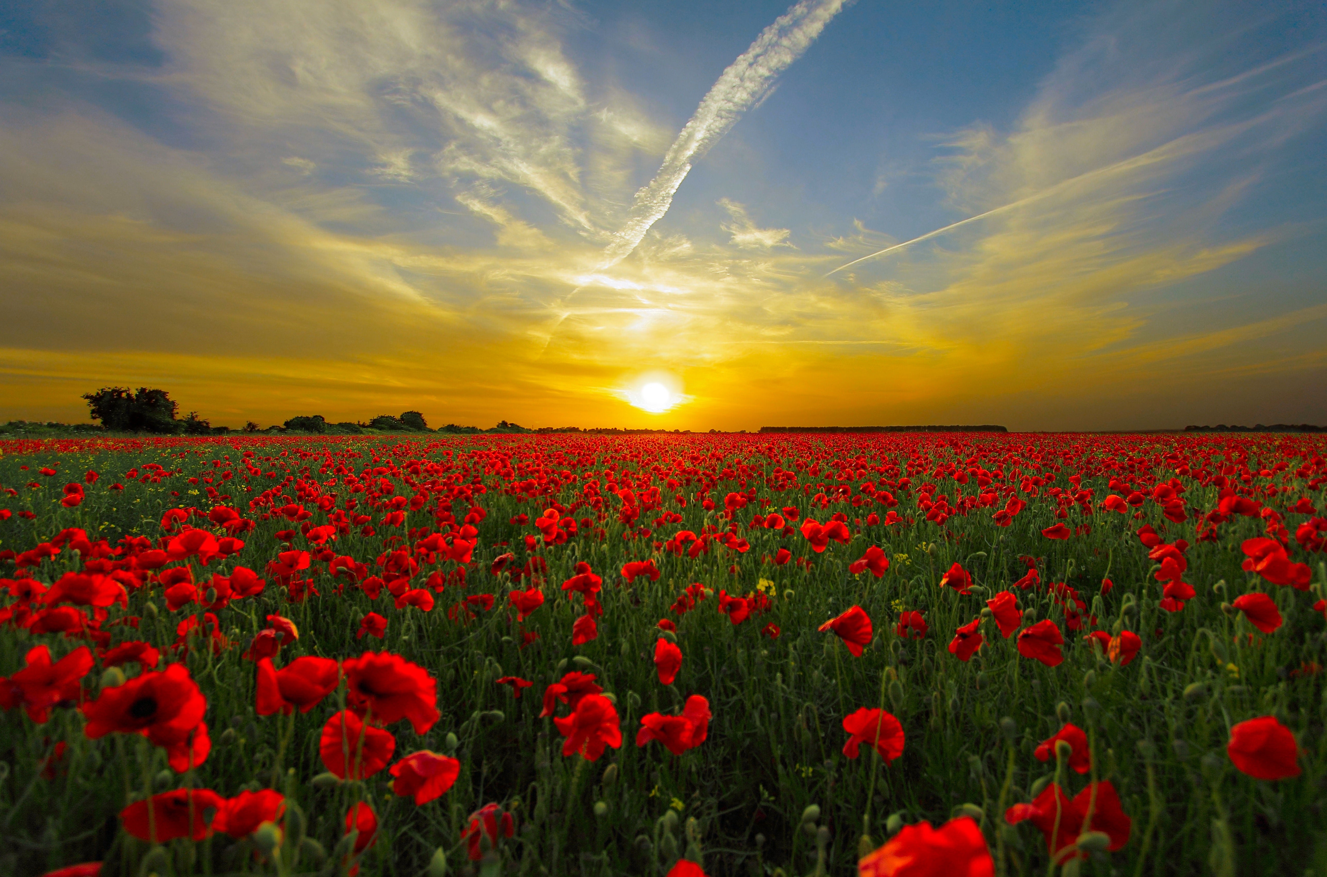nature - coucher de soleil / champ de coquelicots