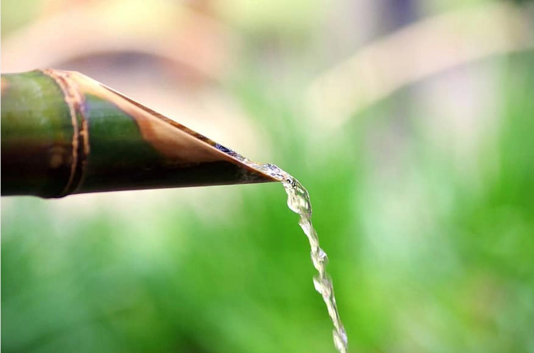 nature - bambou